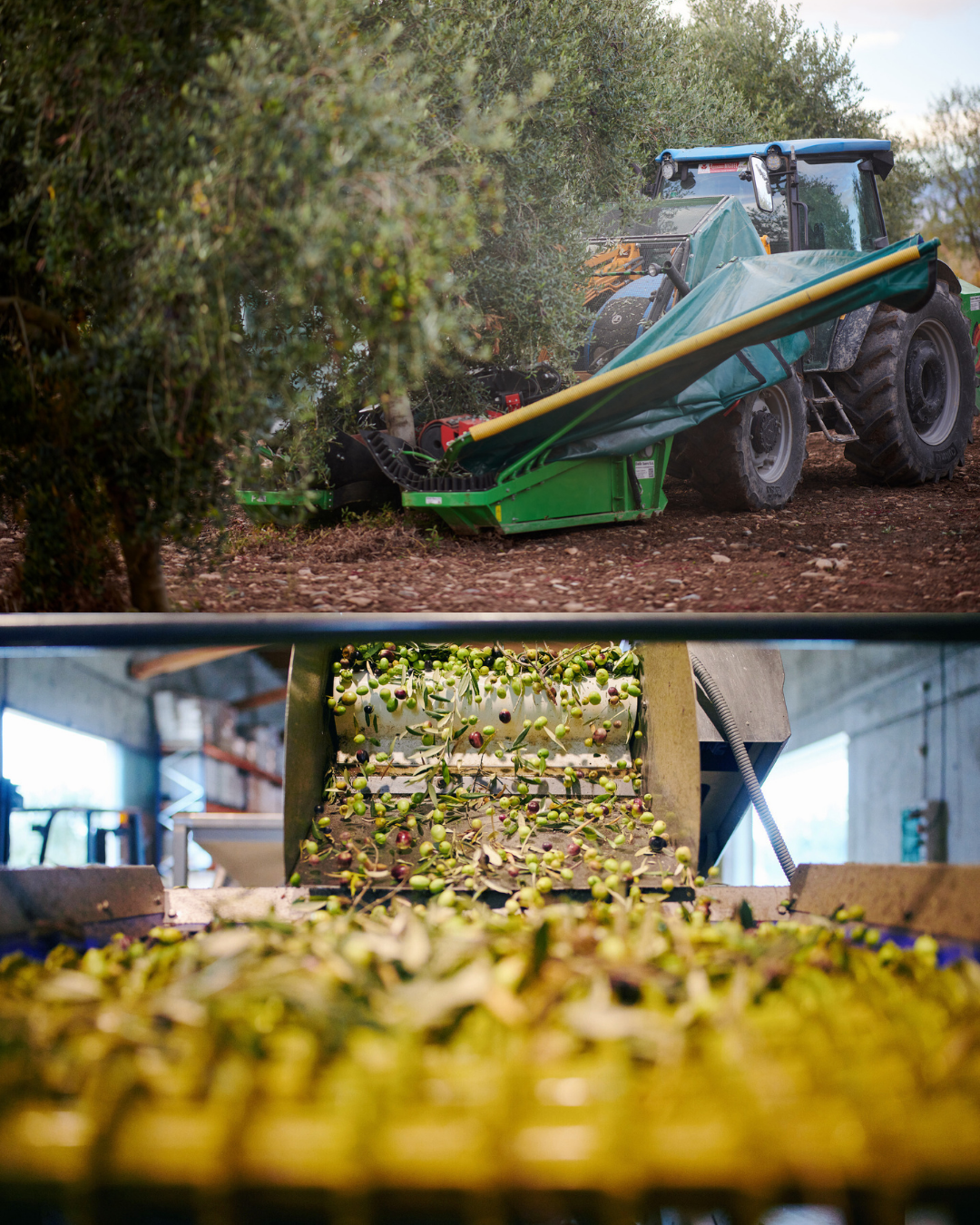 Olive harvest and sorting of Alhema EVOO New Dawn Traders olive oil from Hacienda Queiles