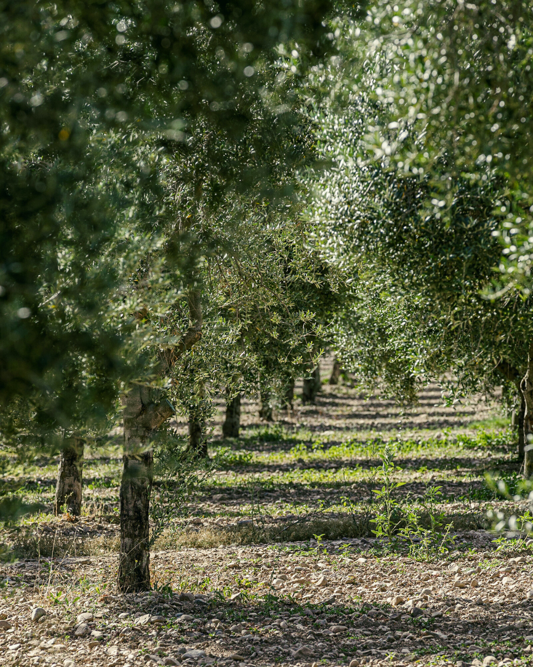 Olive trees of Alhema EVOO New Dawn Traders olive oil from Hacienda Queiles