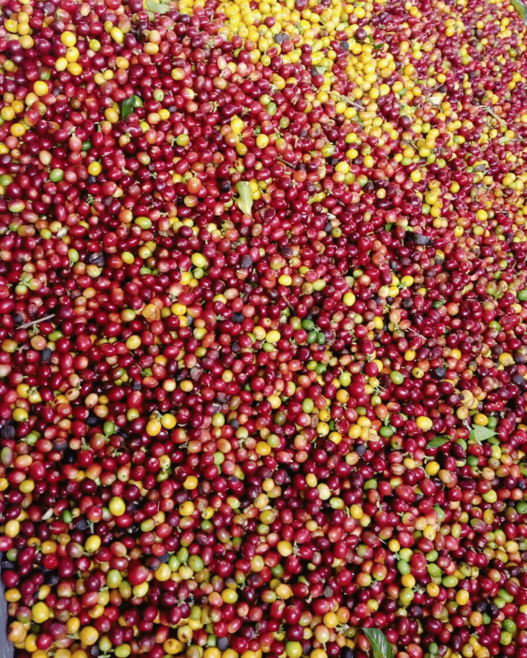 Edisson Vergara Speciality Colombian Coffee