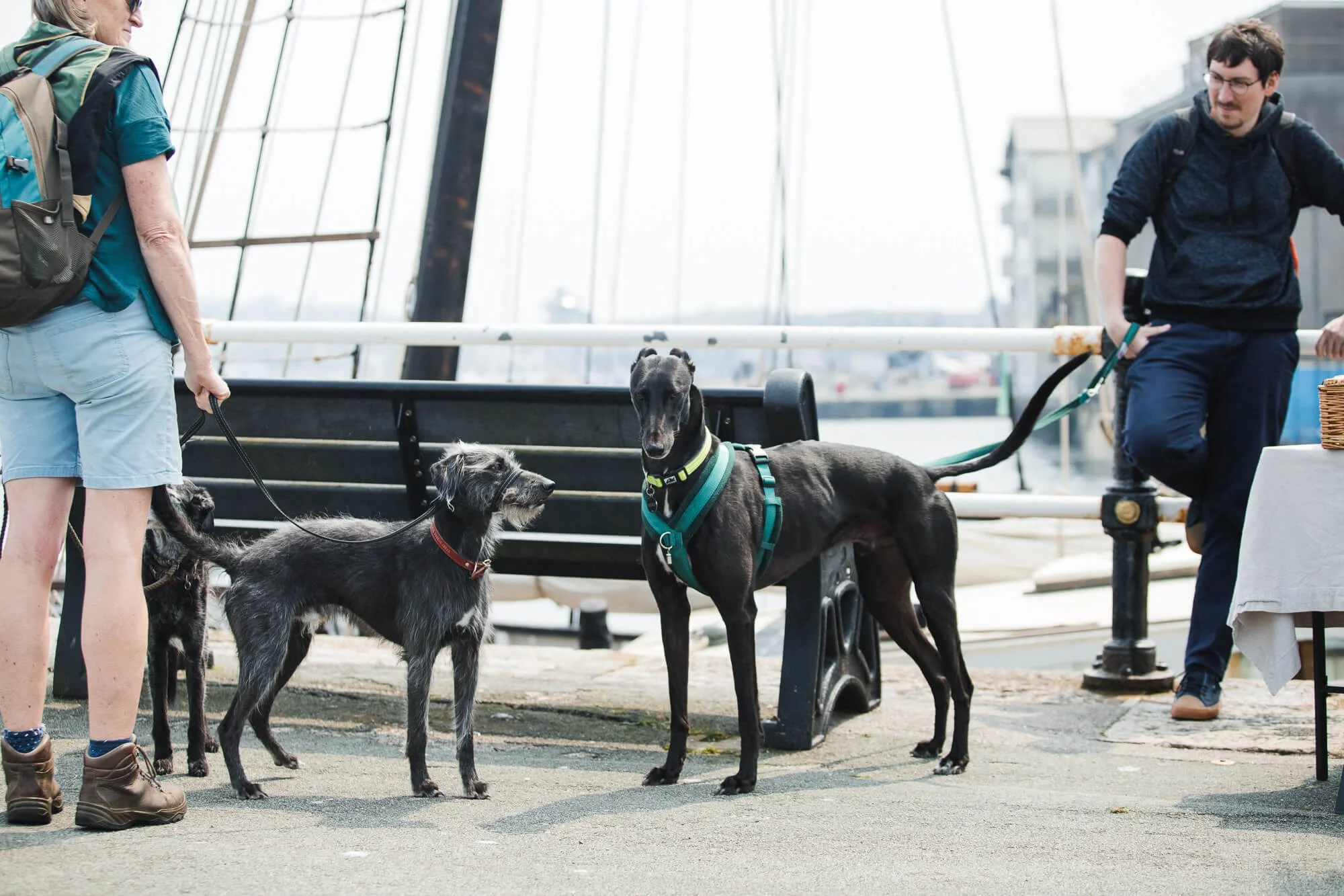 NDT_grayhound_@hancfisher-119.jpg