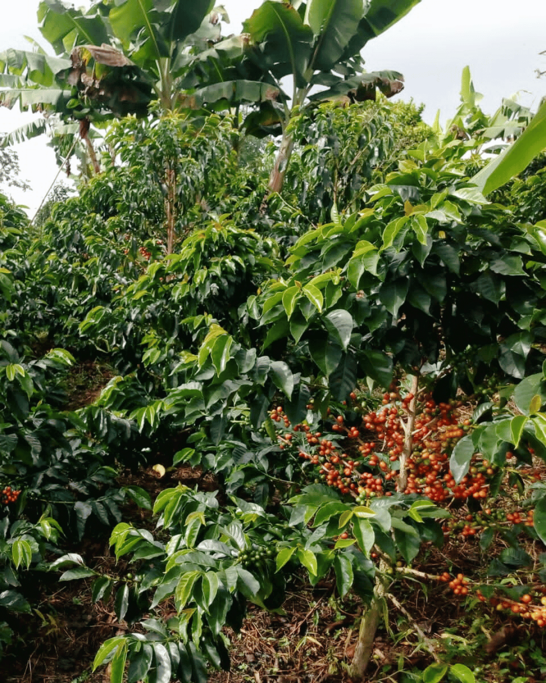 Edisson Vergara Speciality Colombian Coffee