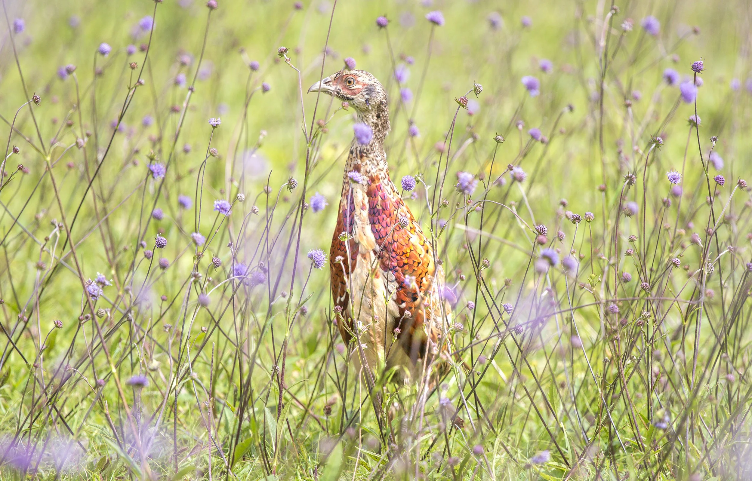 Wild common pheasant standing among purple wildflowers and tall grass stems in a summer meadow.