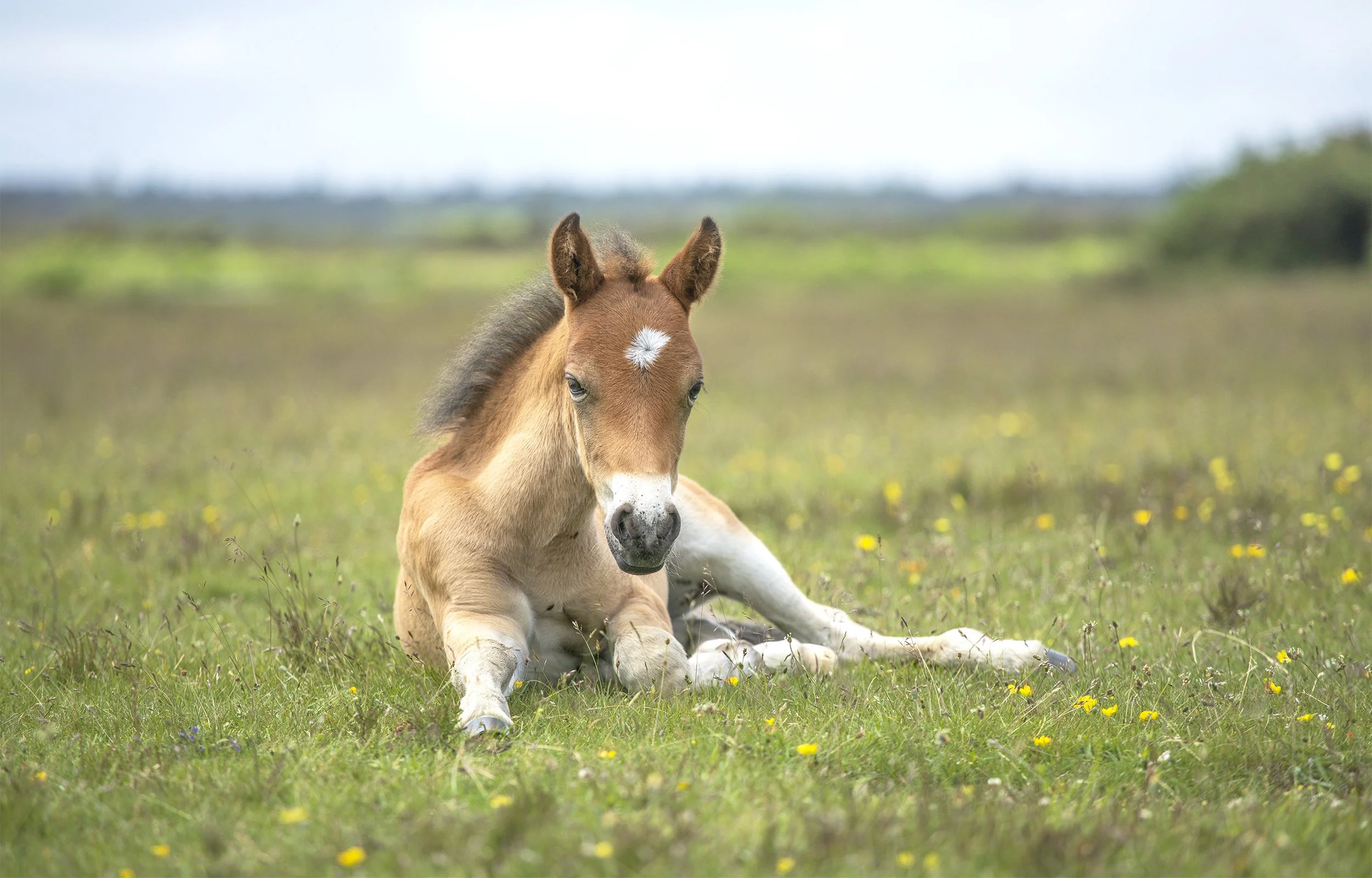 Chestnut foal with white star marking lying down in a green meadow with yellow wildflowers.
