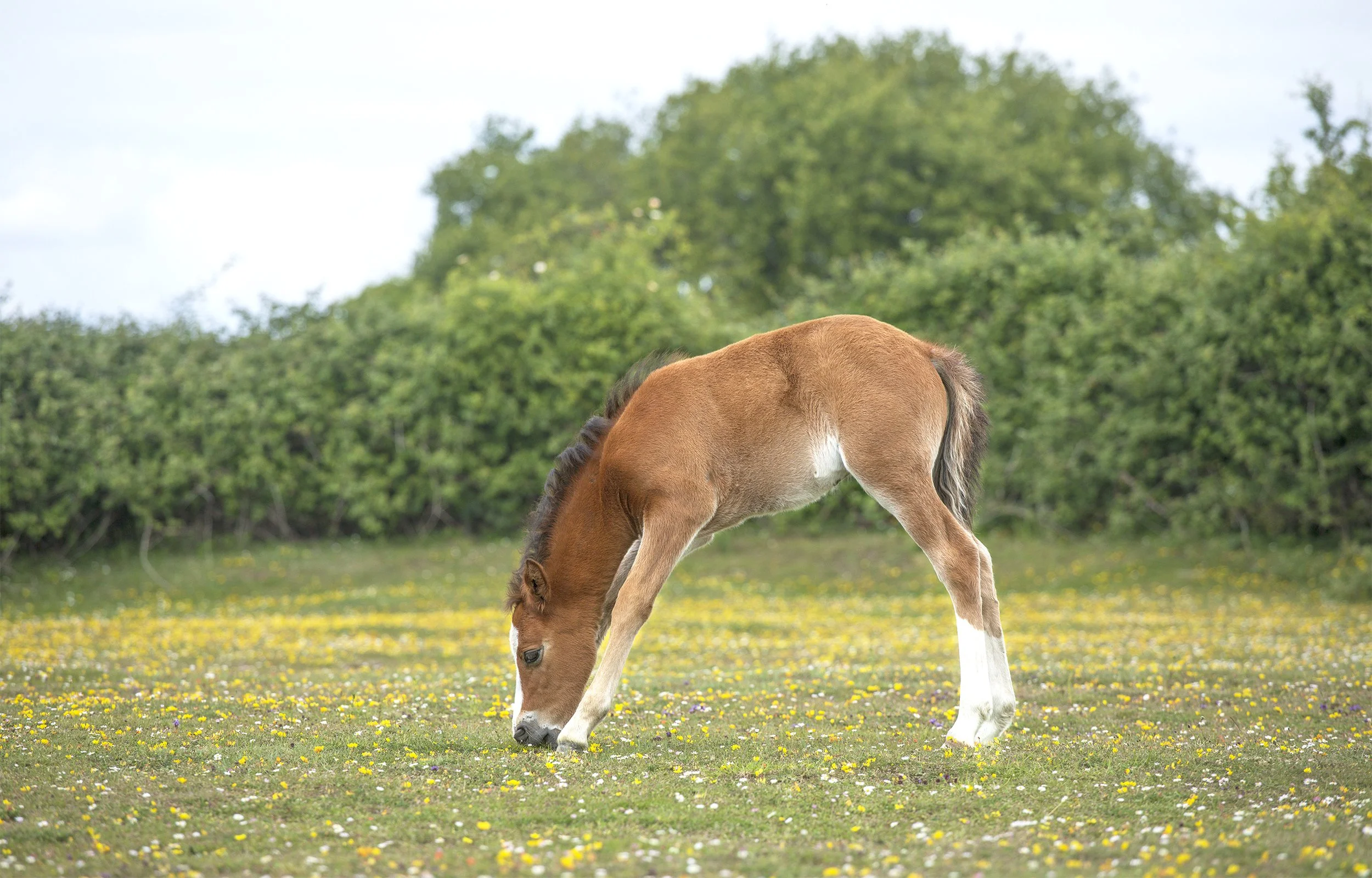Chestnut foal with white stockings grazing in a wildflower meadow with yellow flowers.