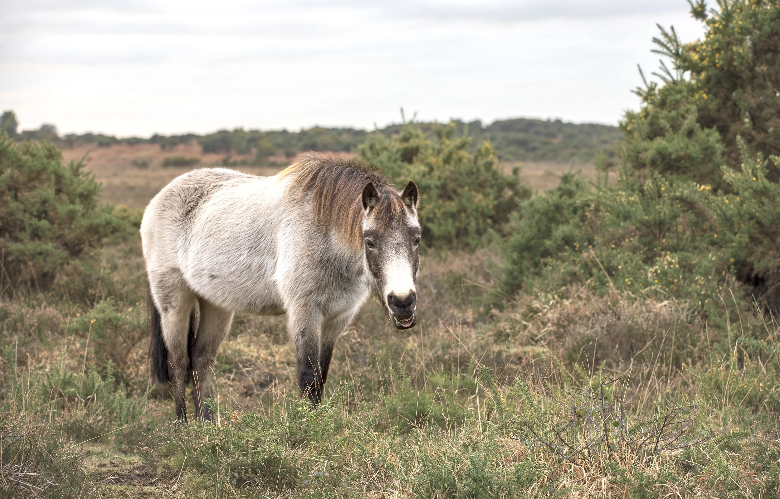 Dun coloured wild pony standing in heathland scrub with gorse, facing the camera.