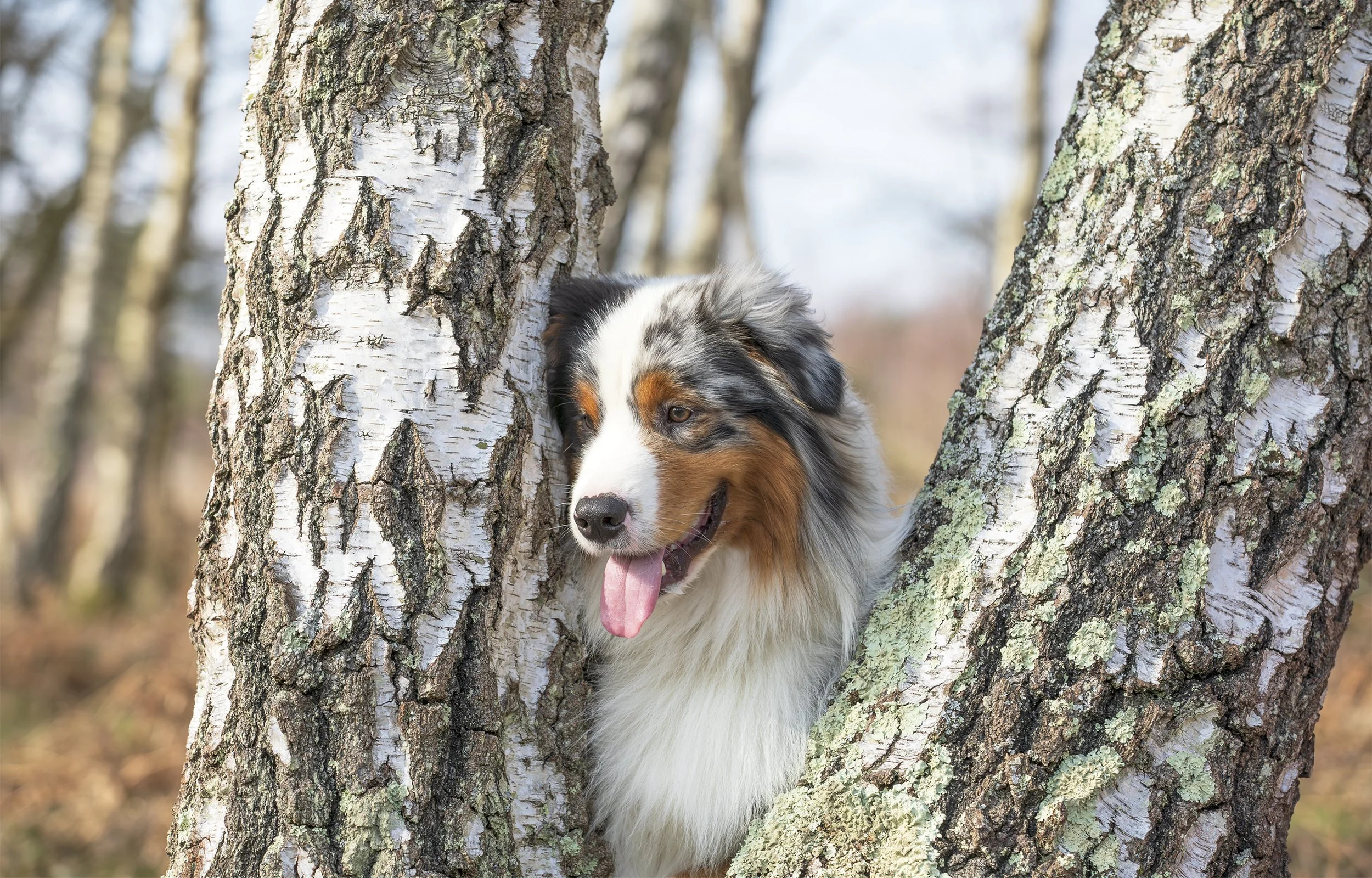 australian-shepherd-in-tree.jpg