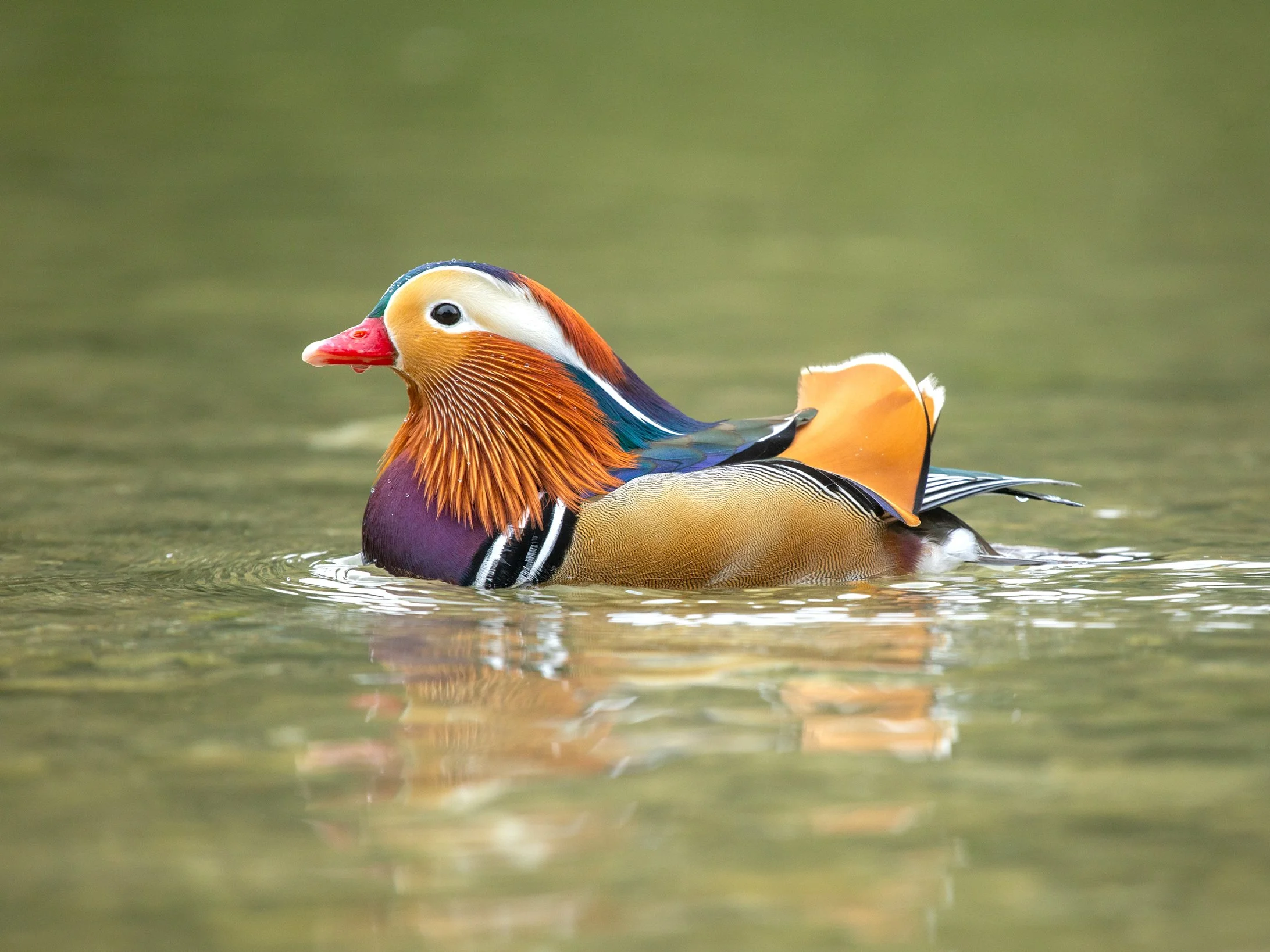 Male Mandarin duck swimming with vibrant orange and blue plumage
