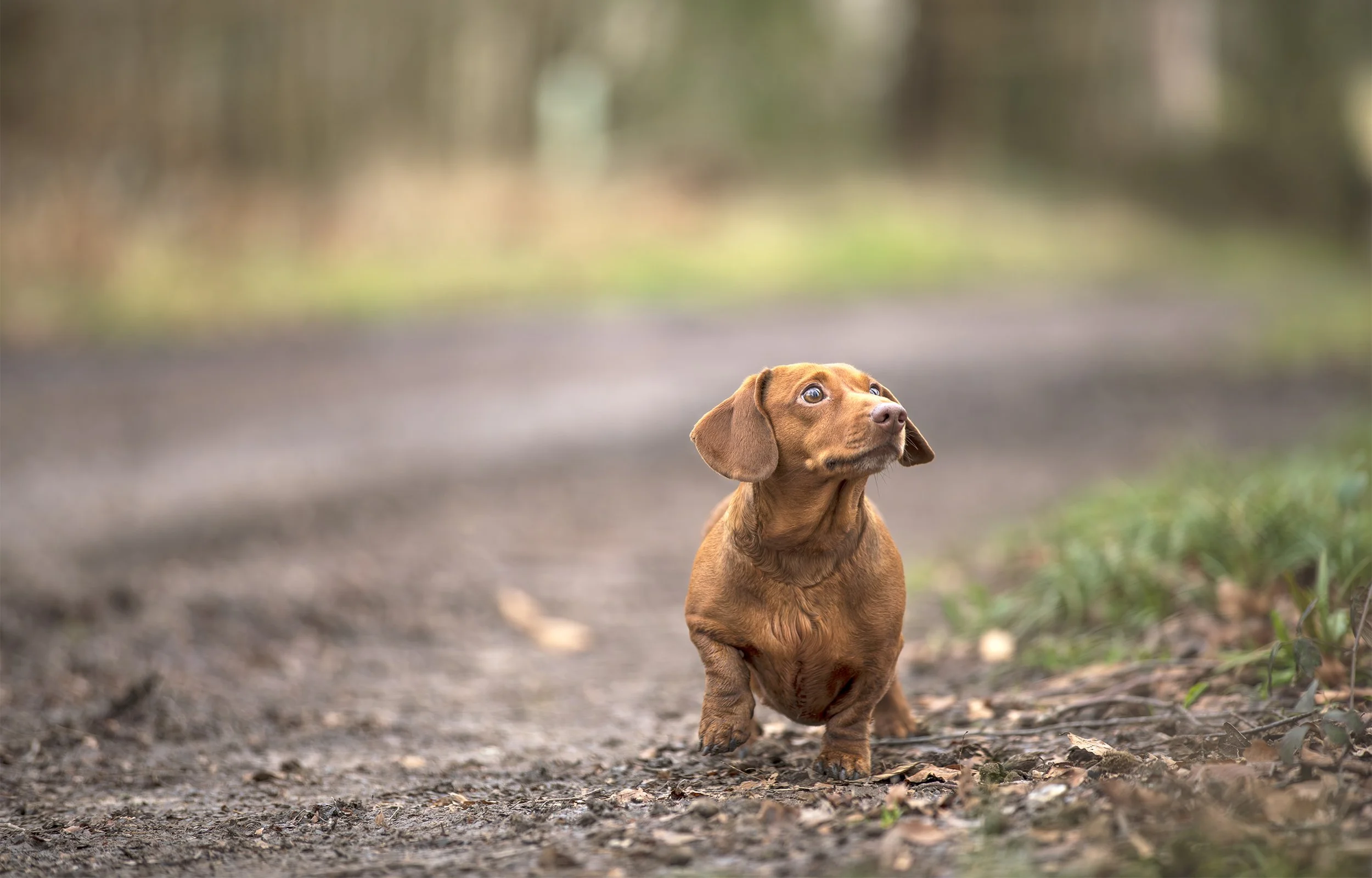 Young red dachshund walking along a forest trail in autumn, looking up attentively.