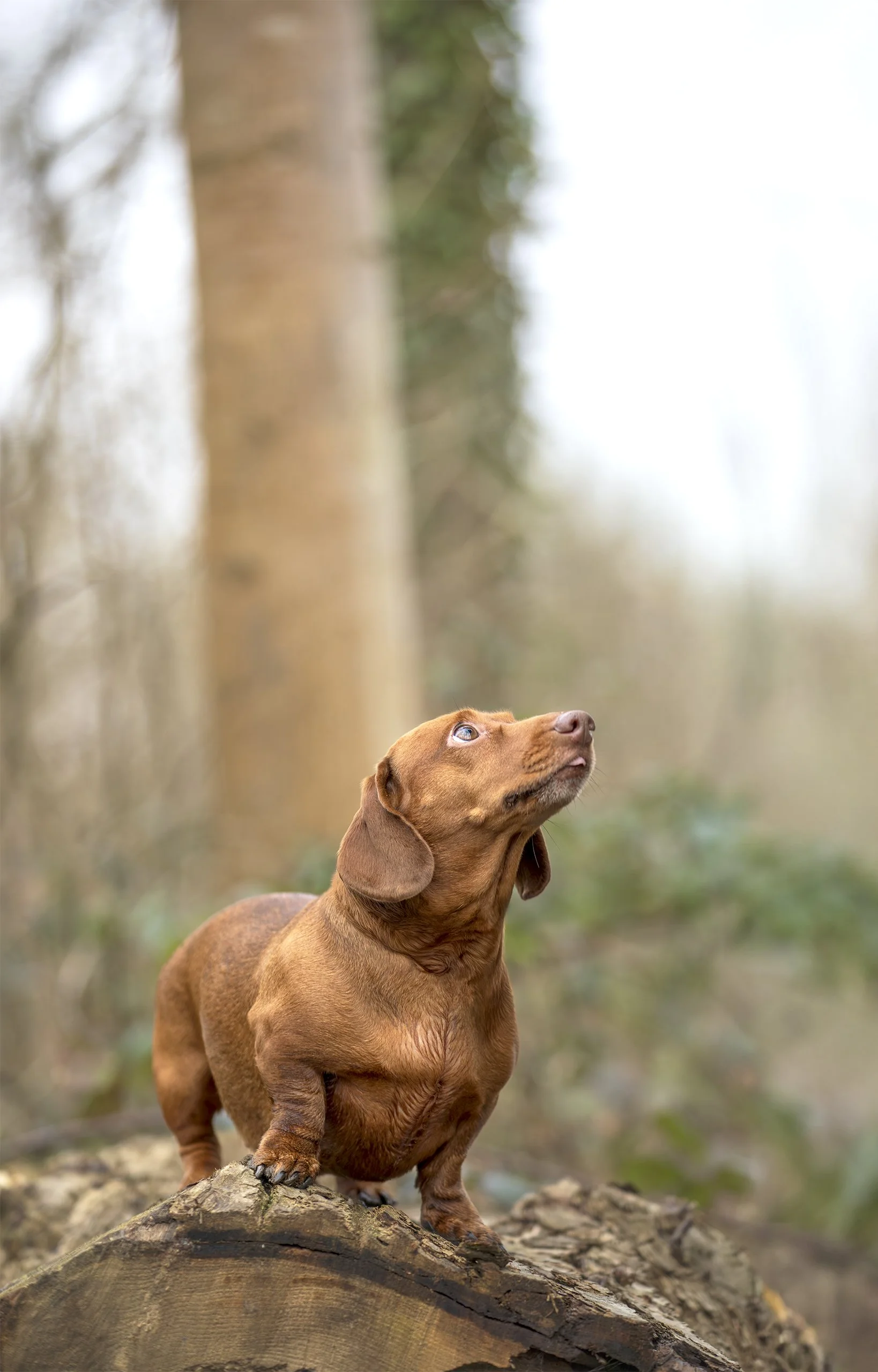 Smooth-haired red dachshund standing on a fallen log in woodland looking upward.