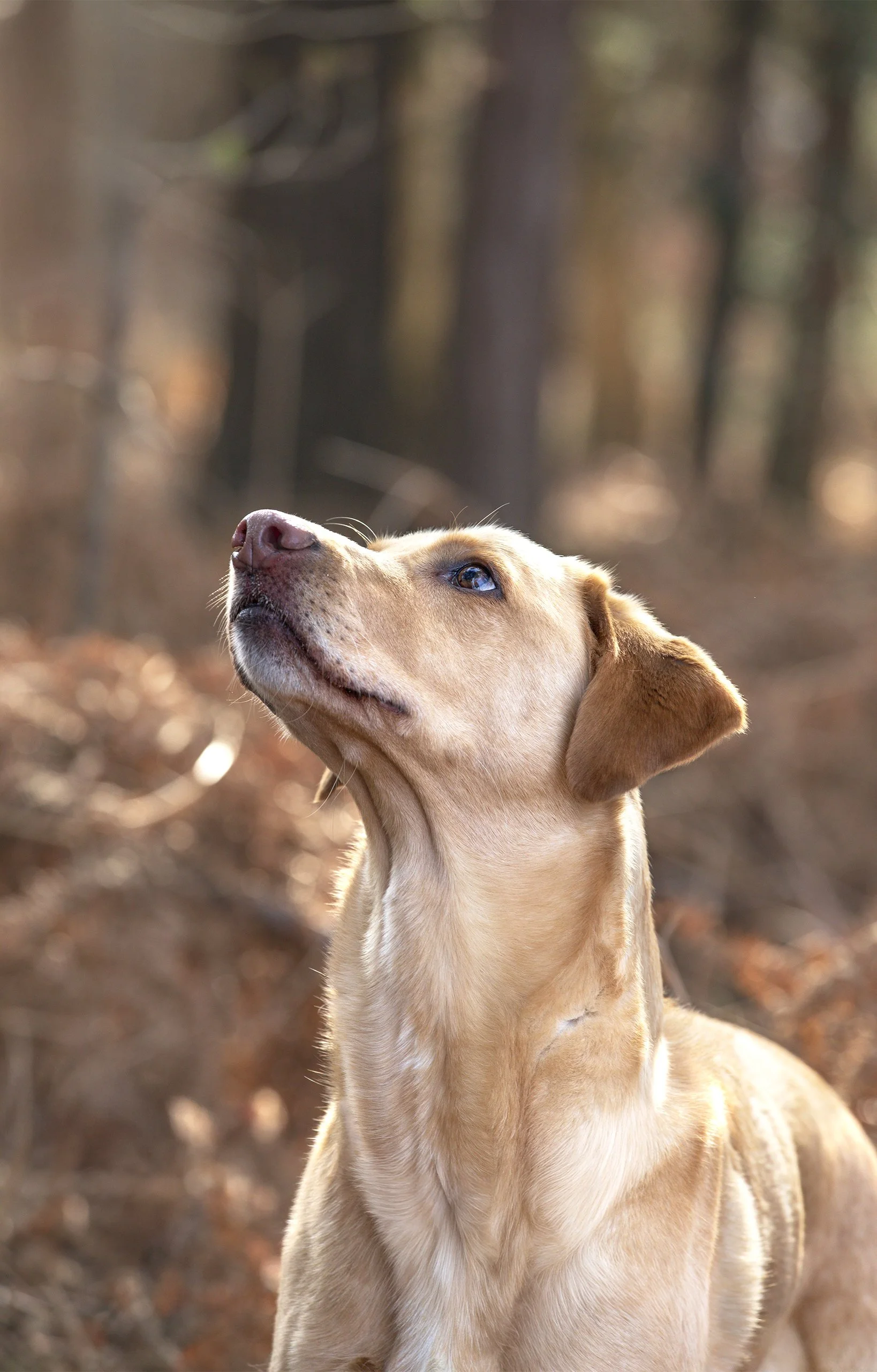 Yellow Labrador Retriever looking upward in autumn woodland with golden ferns and bokeh background.