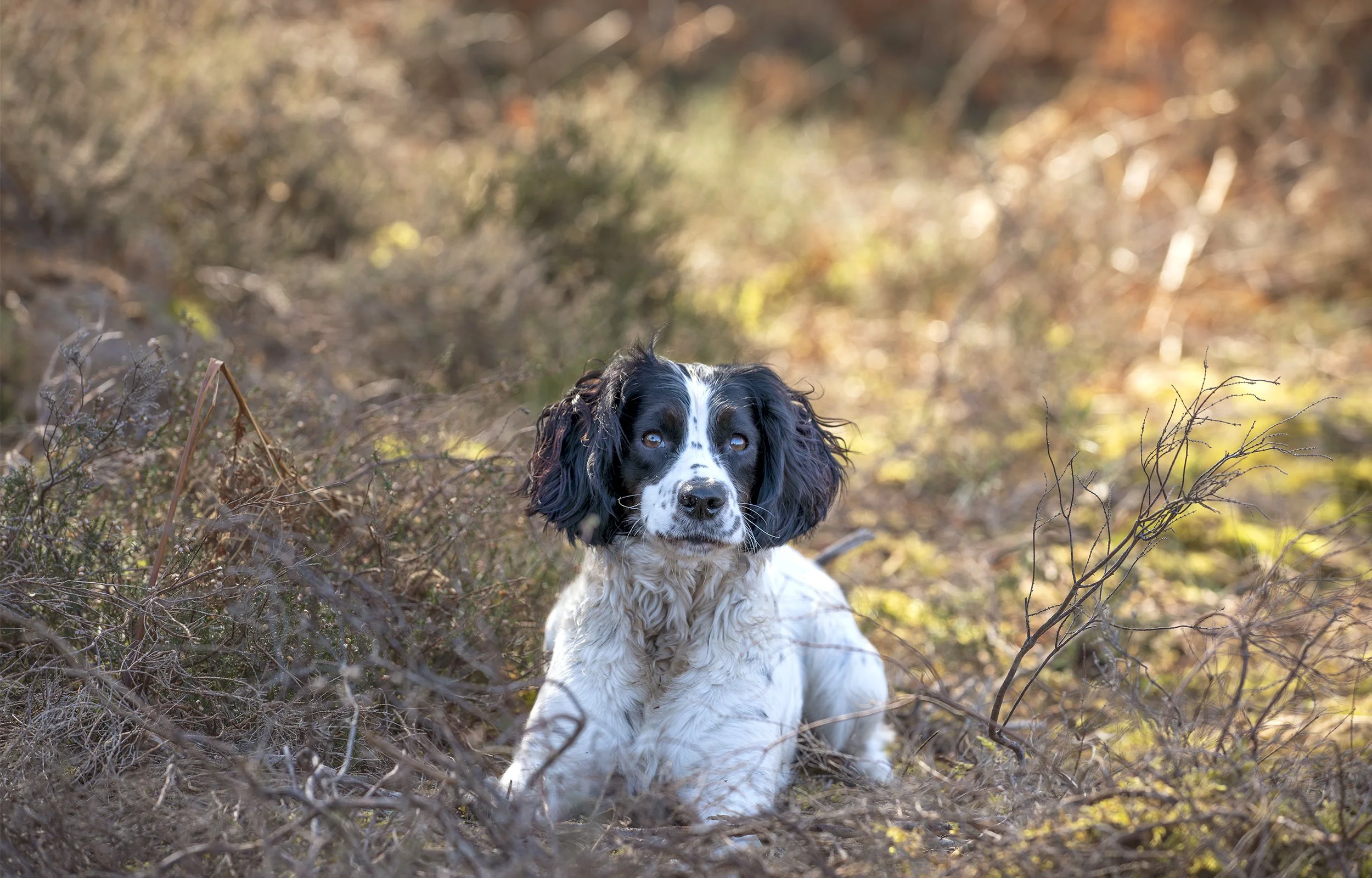 Young black and white spaniel resting among dry heather and twigs on open heathland.