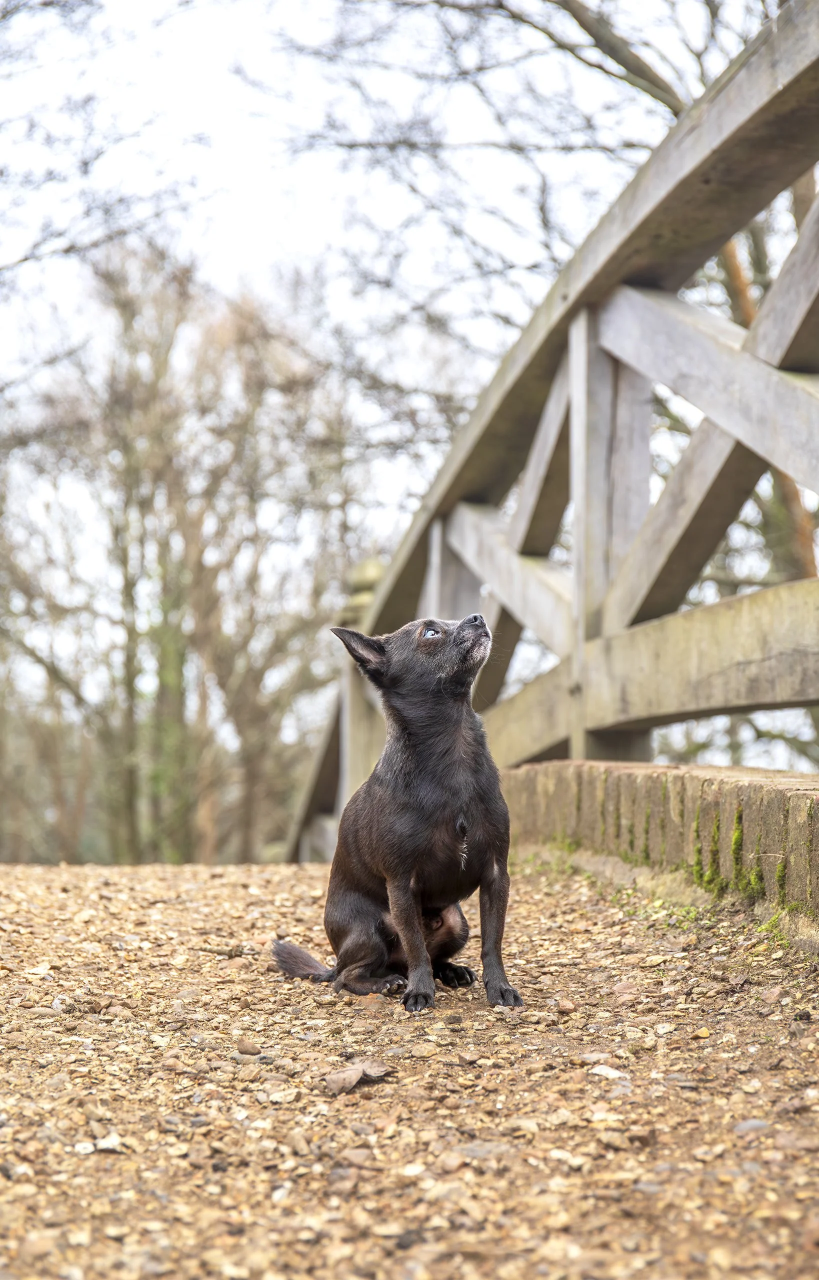 Small black chihuahua puppy sitting on a gravel path beside a rustic wooden bridge looking upward.