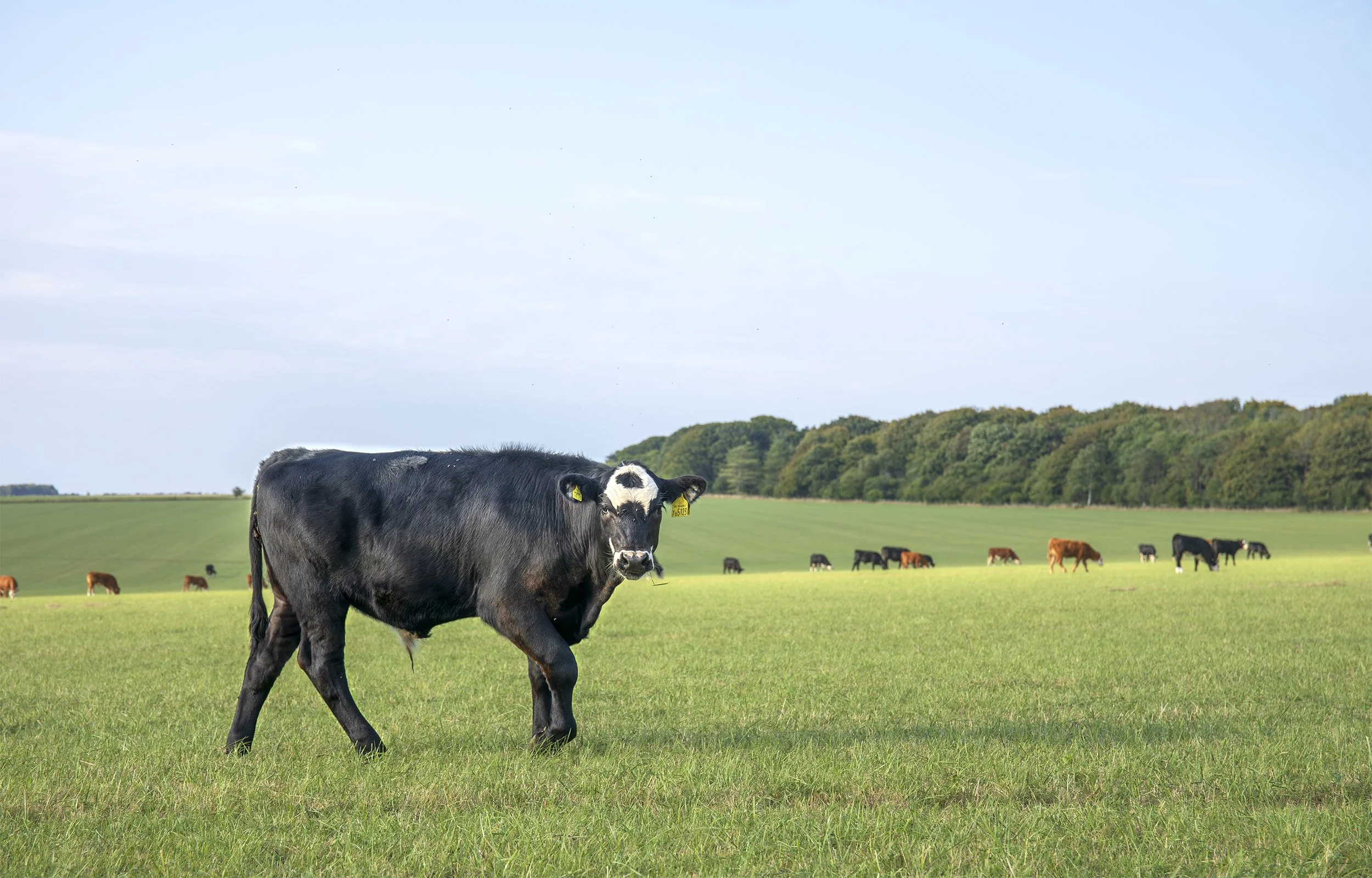Young black calf with white face marking walking in a green field with a herd of cattle grazing behind.