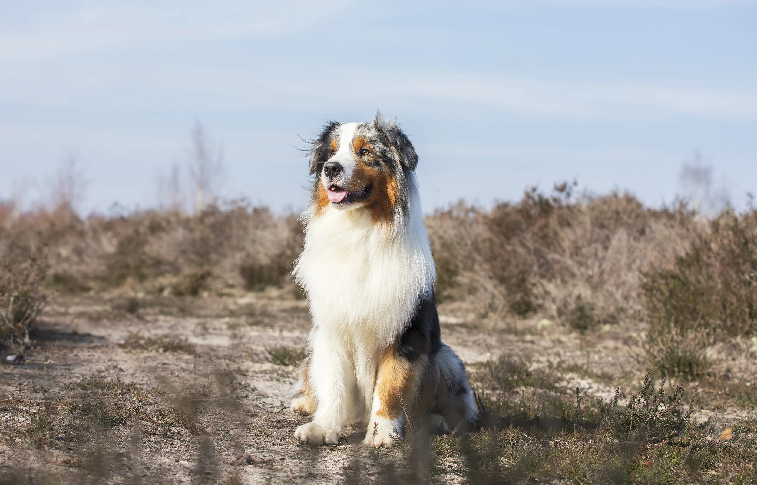 australian-shepherd-in-heathland.jpg