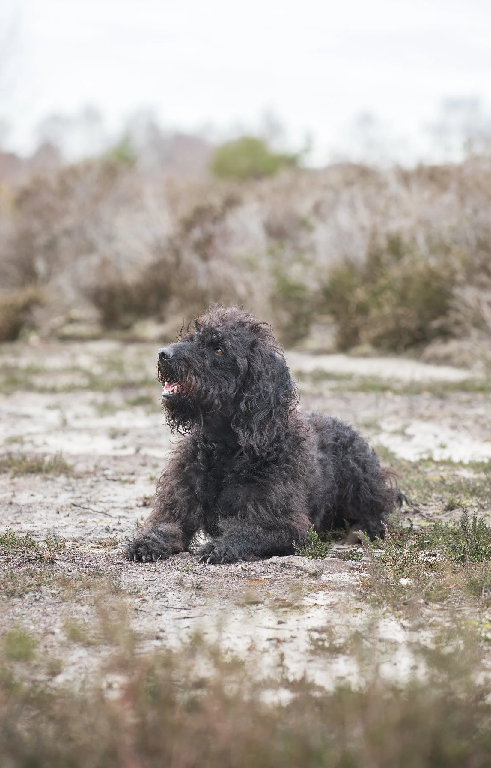 Black cockapoo dog lying on sandy path in winter countryside.