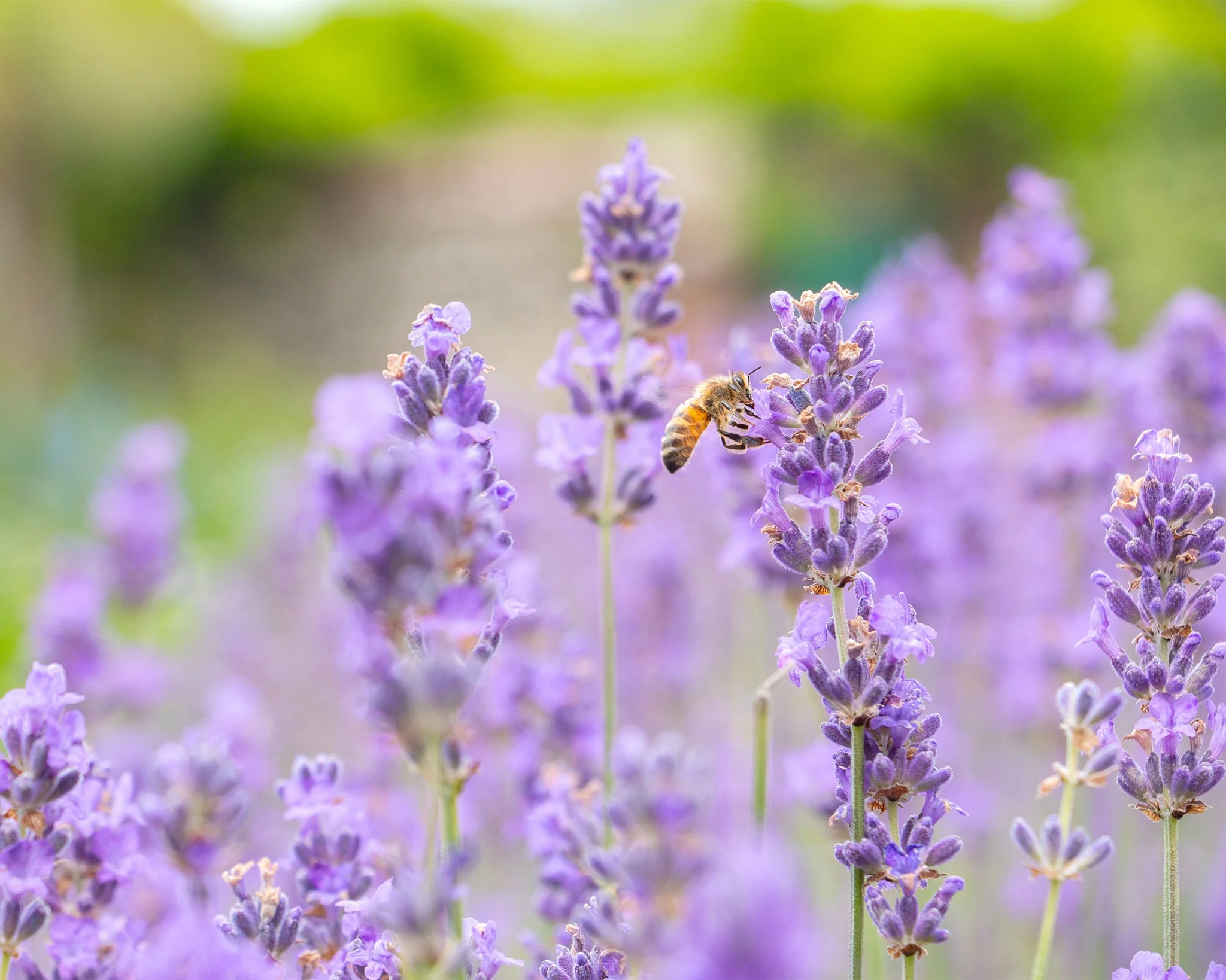 Honeybee pollinating purple lavender flowers in summer field