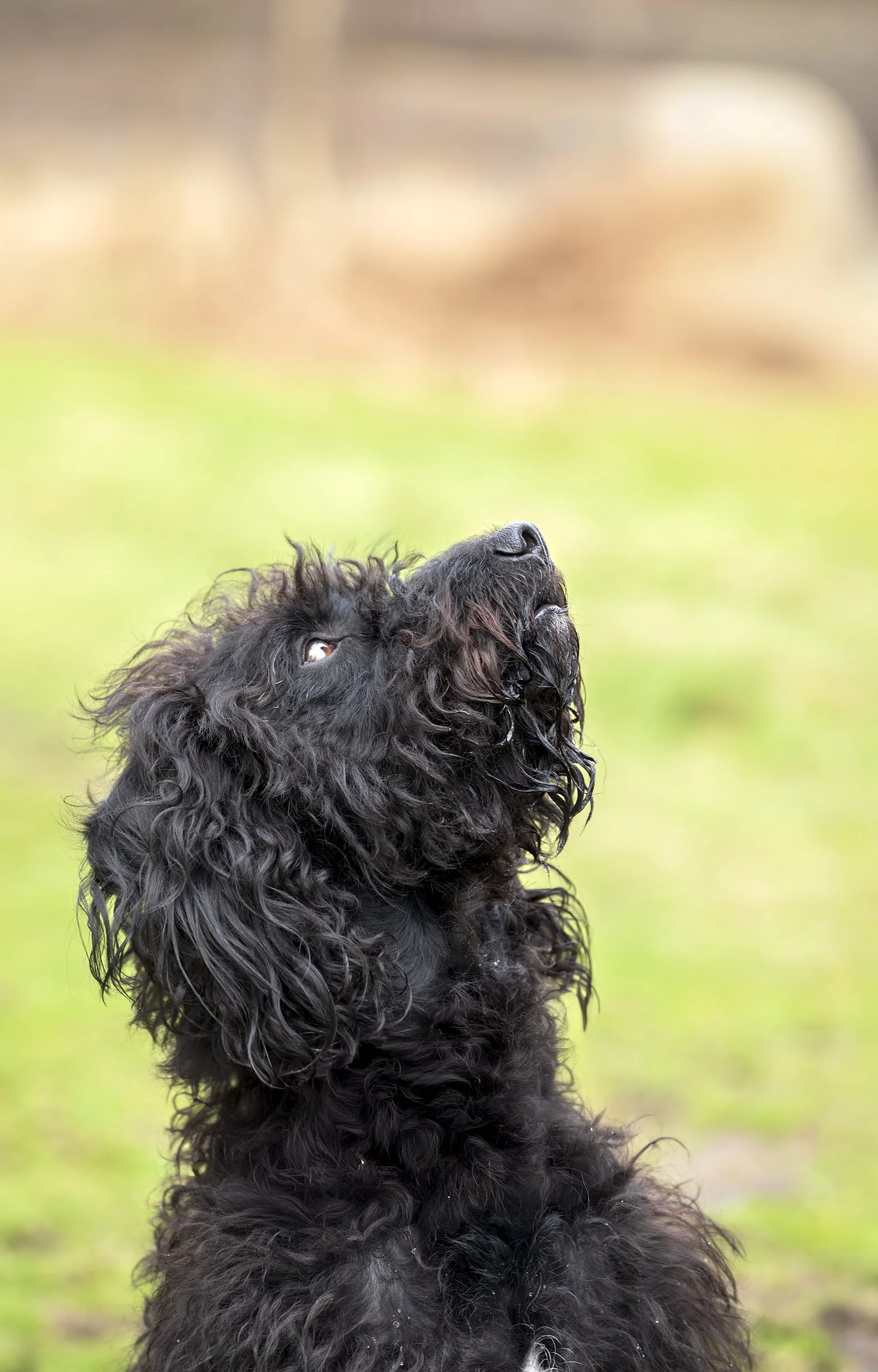 Wet black cocker spaniel sitting outdoors looking upward with green grass background.