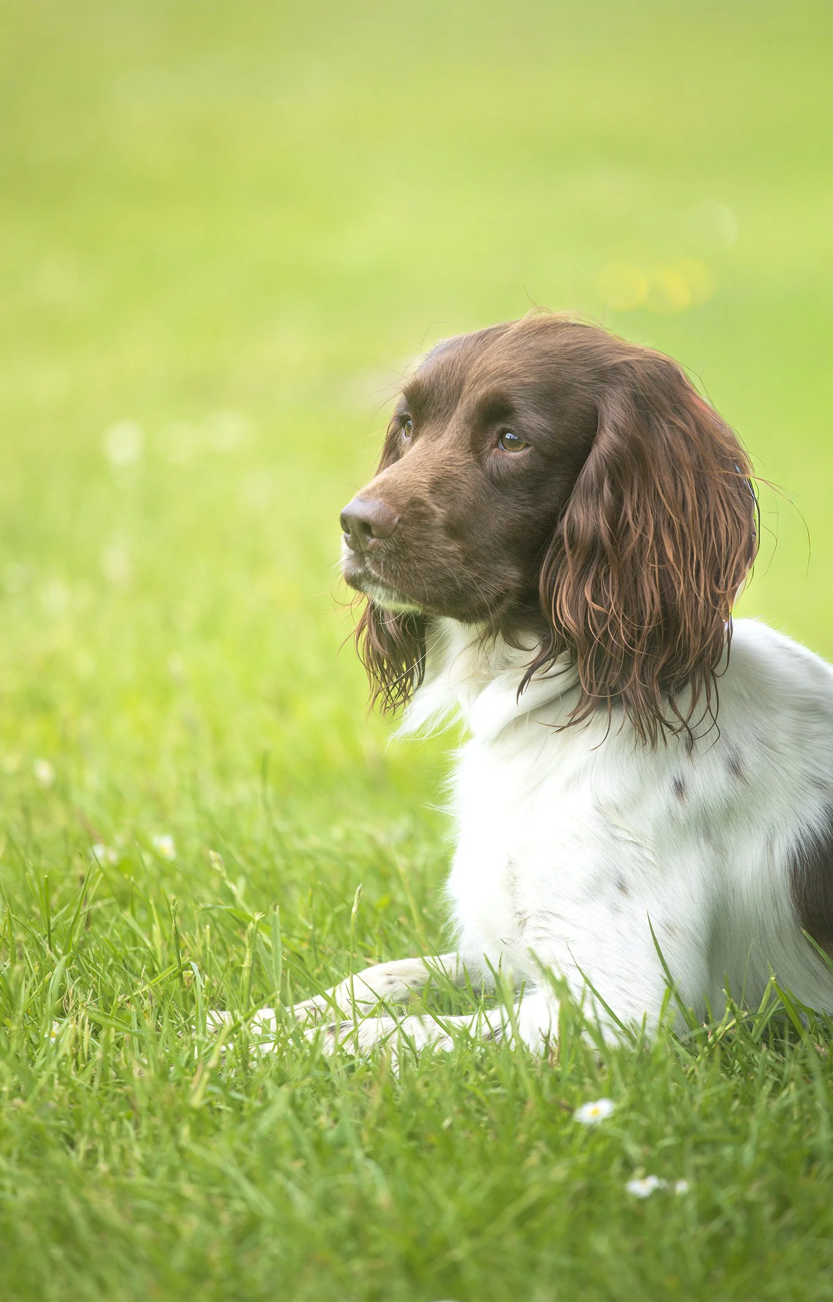 Brown and white English Springer Spaniel lying in green grass looking alert.