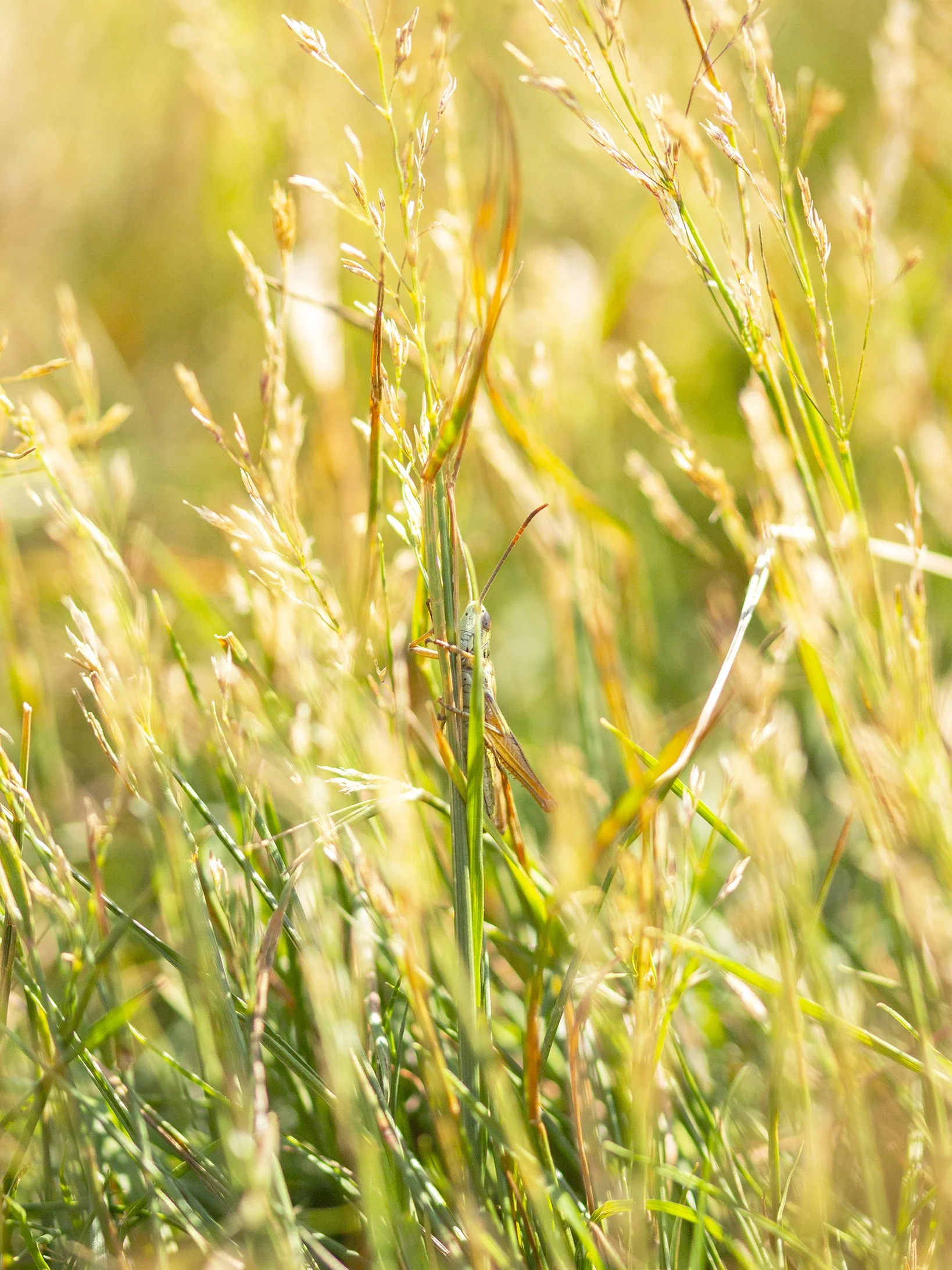 Grasshopper camouflaged on green grass blades in sunlight