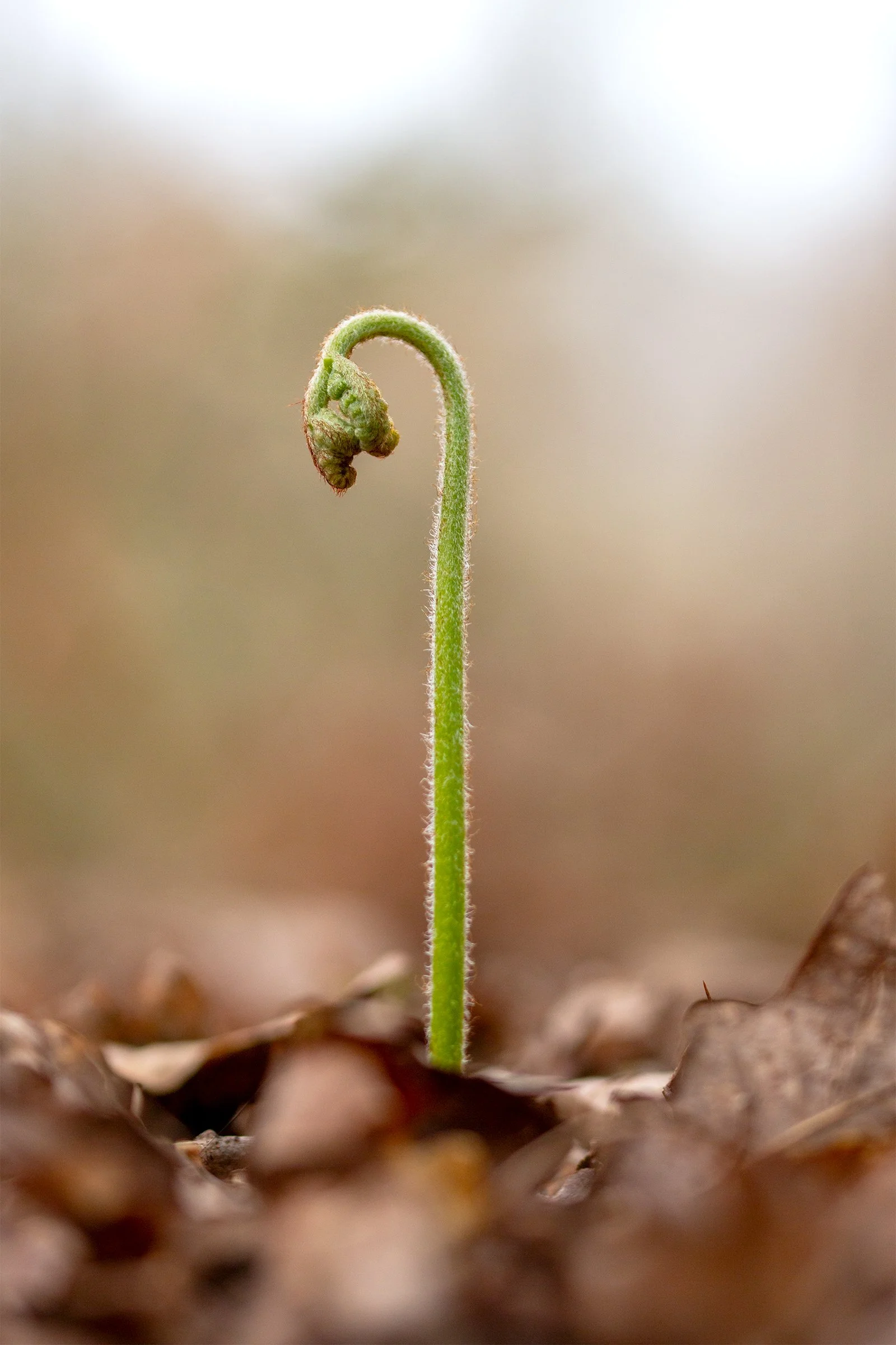 Unfurling fern frond emerging from forest floor in spring