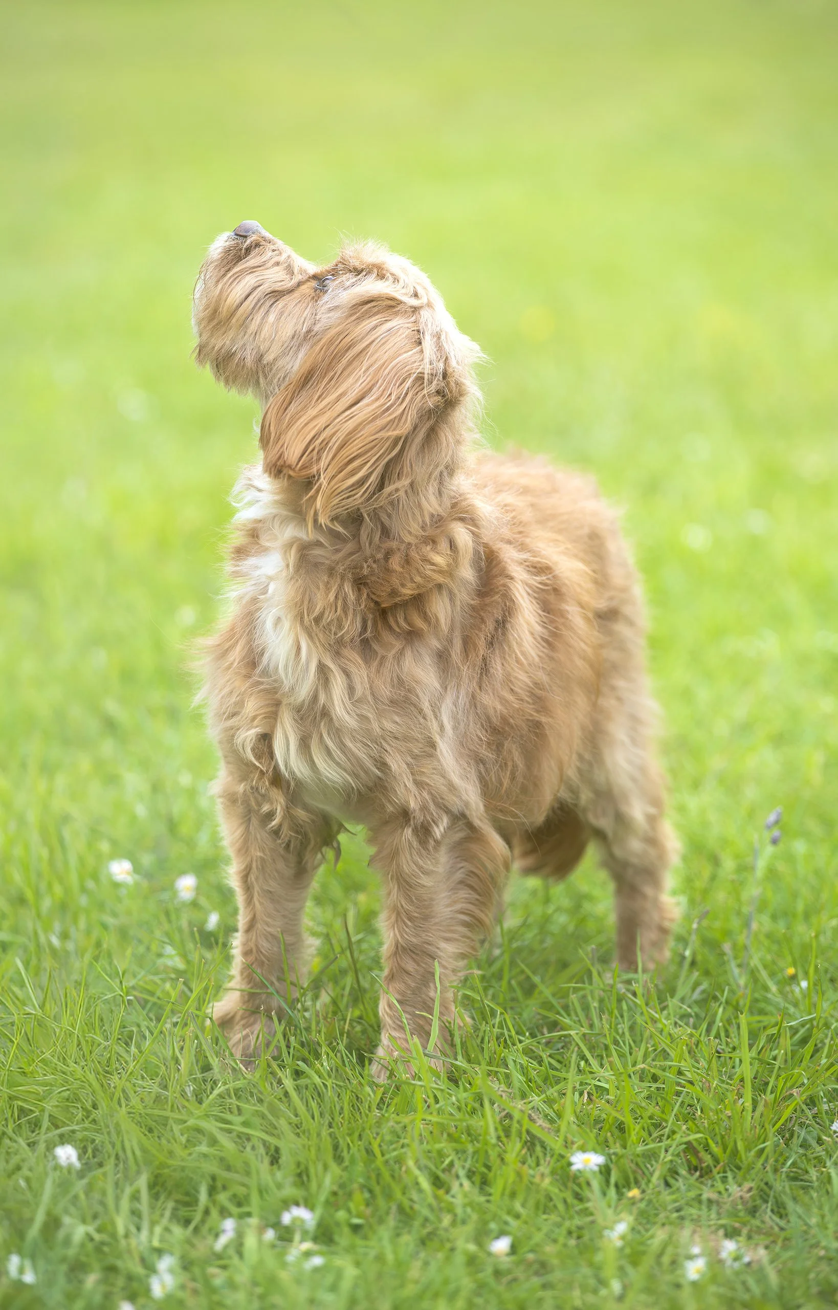 Fluffy golden Cockapoo puppy standing in green grass with head tilted looking upward.