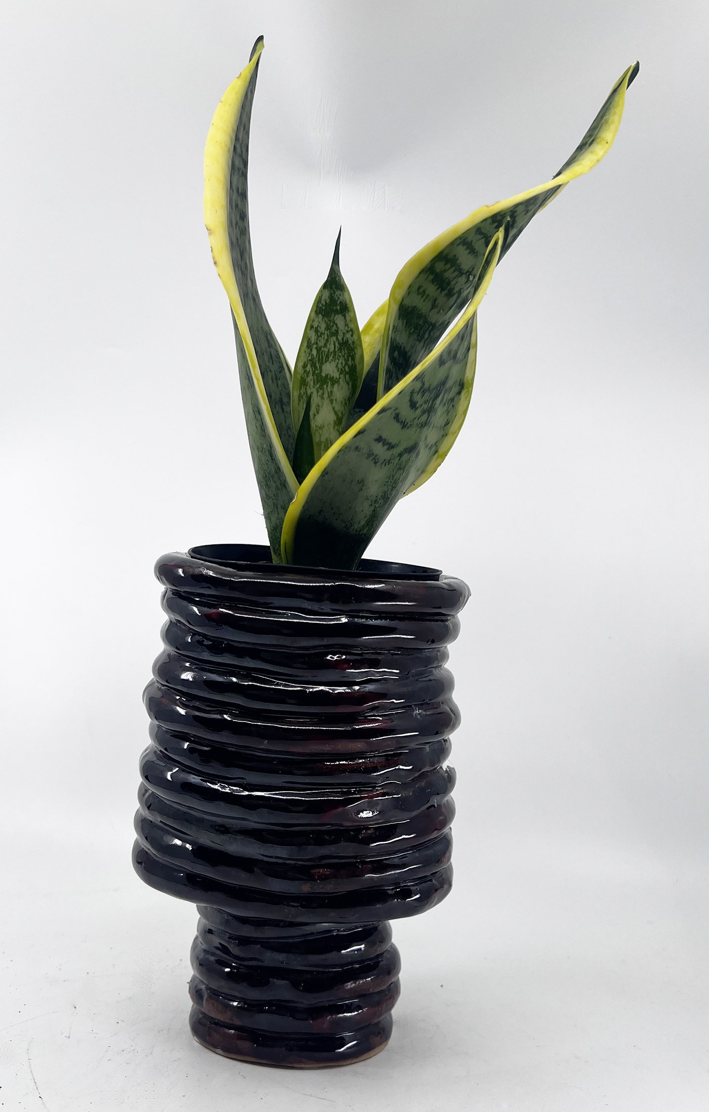 2024 red black coil planter Charlotte Corini WEB.jpg