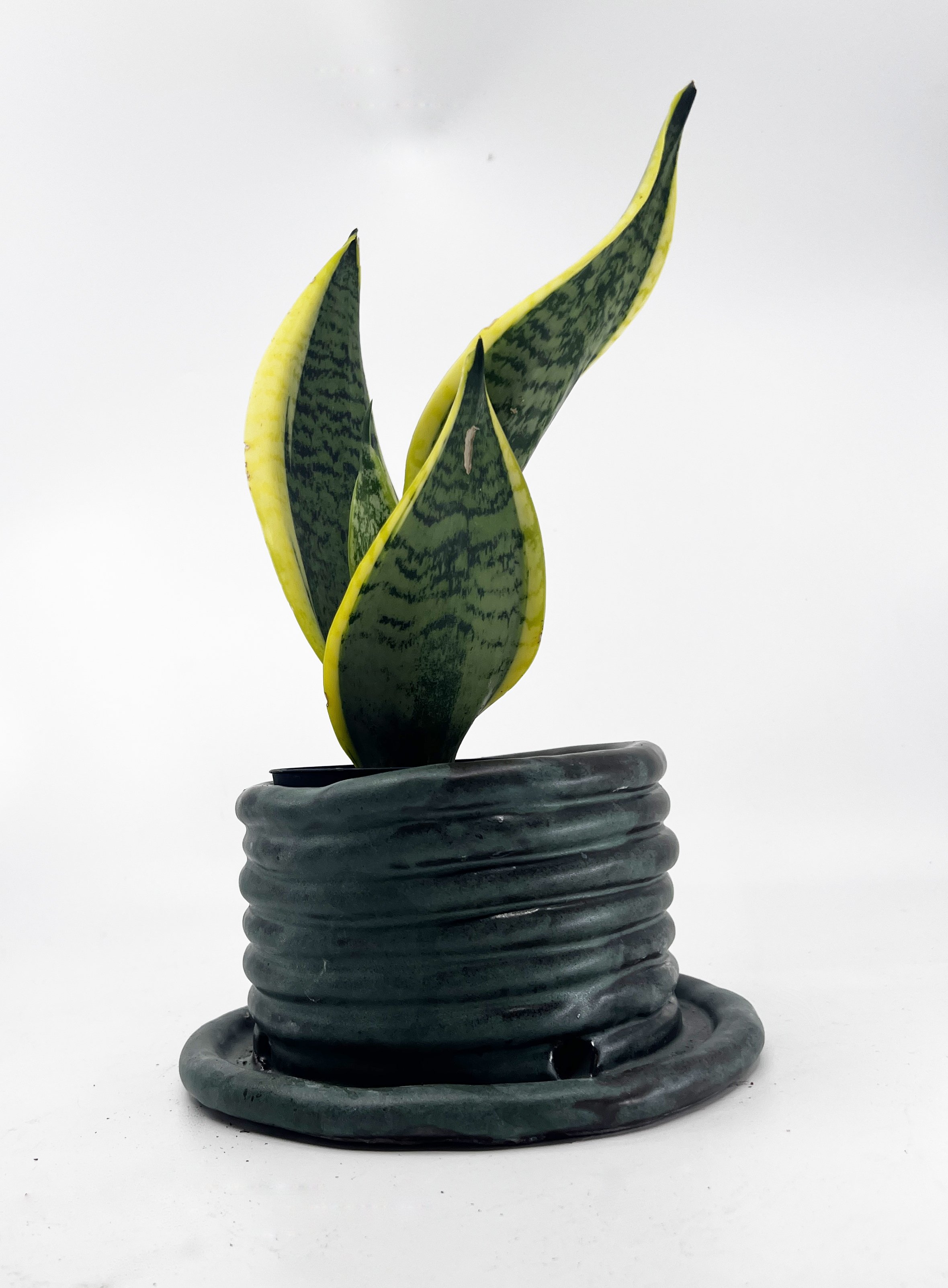 2024 Basel Med Coil Planter Charlotte Corini WEB.jpg