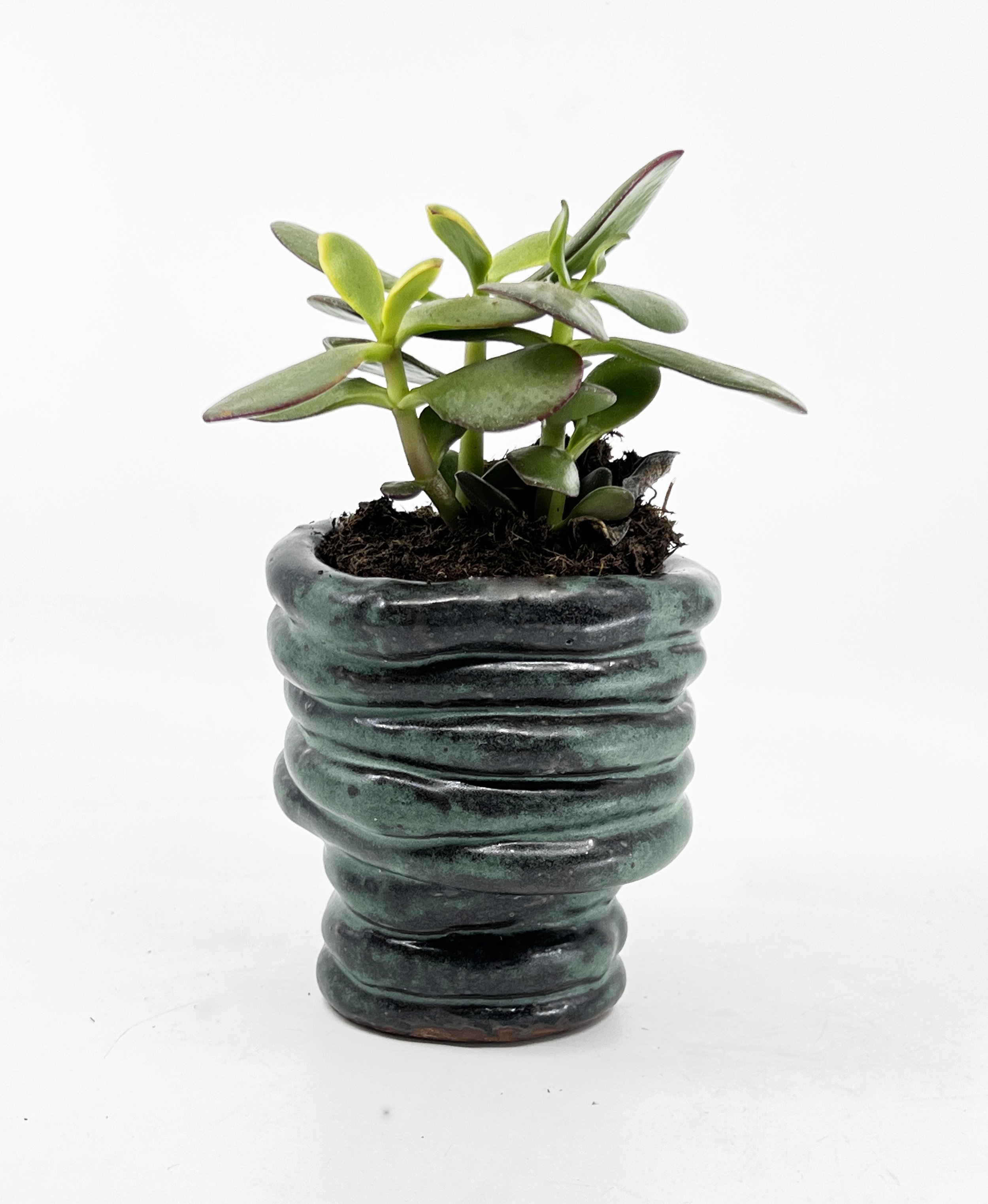 2024 basel coil planter Charlotte Corini WEB.jpg