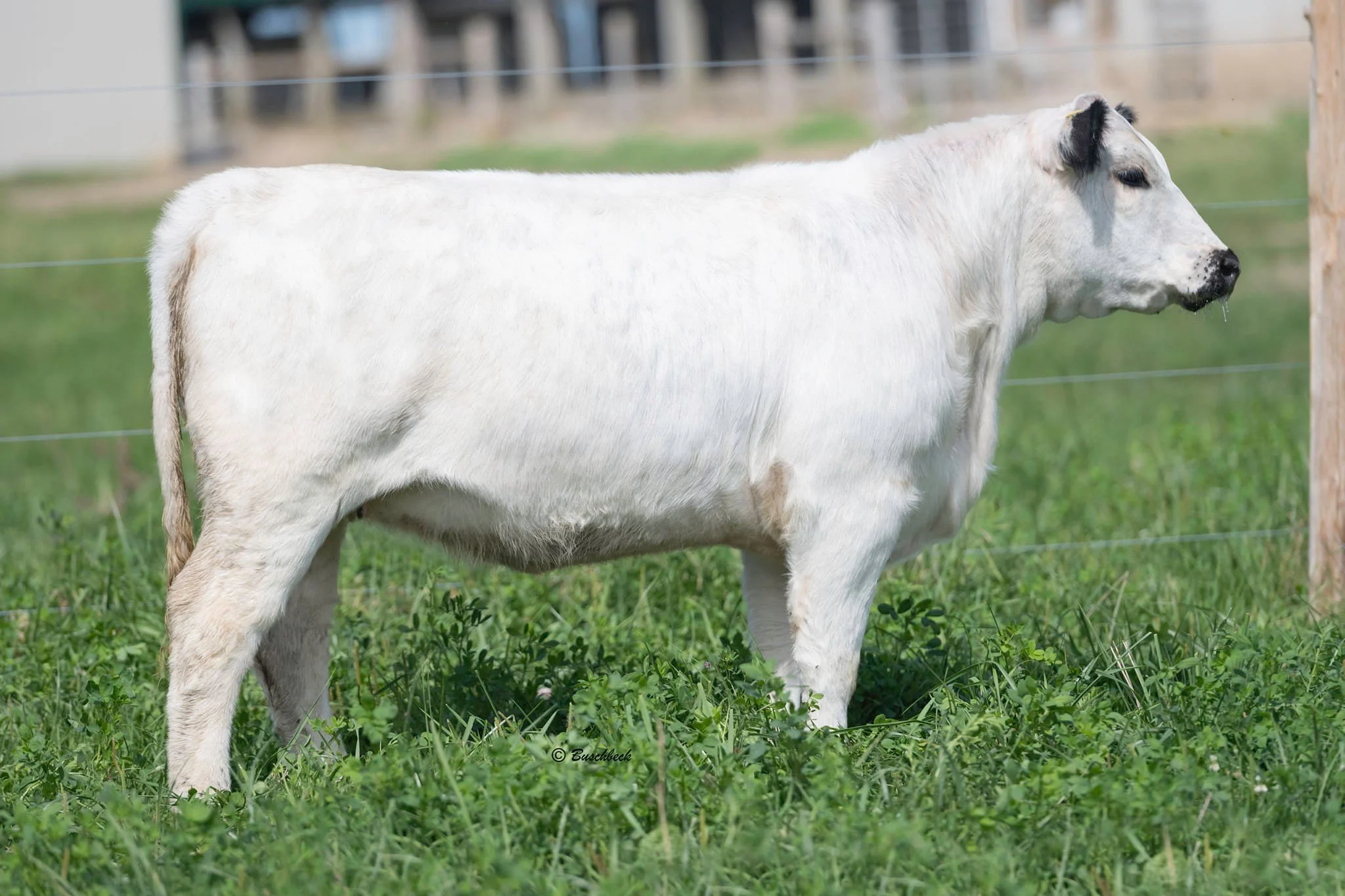 Malletriver Jolene 9J