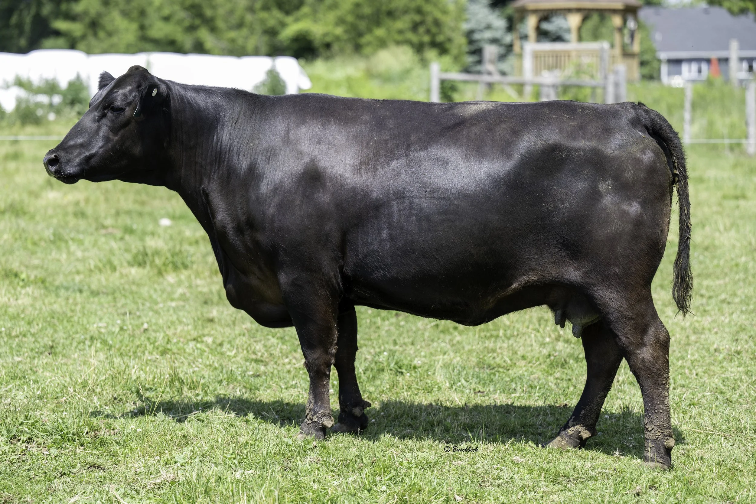 Trestle Creek Gemini 5G - embryos available