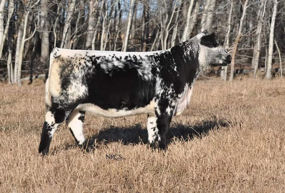 Colgan's Jassi 15J