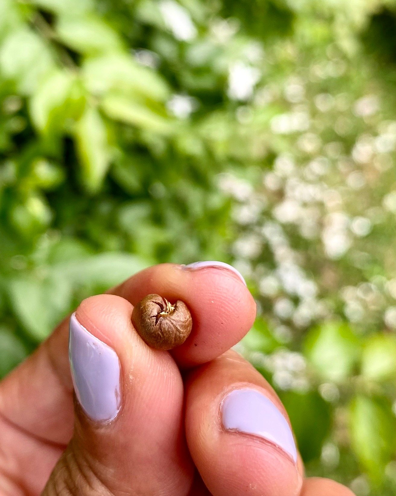 The cutest coffeebeans ever, peaberries! 
A #peaberry coffee bean is a unique type of coffee bean that develops when only one seed, rather than the usual two, forms inside the coffee cherry. What distinguishes peaberry beans is their smaller size and