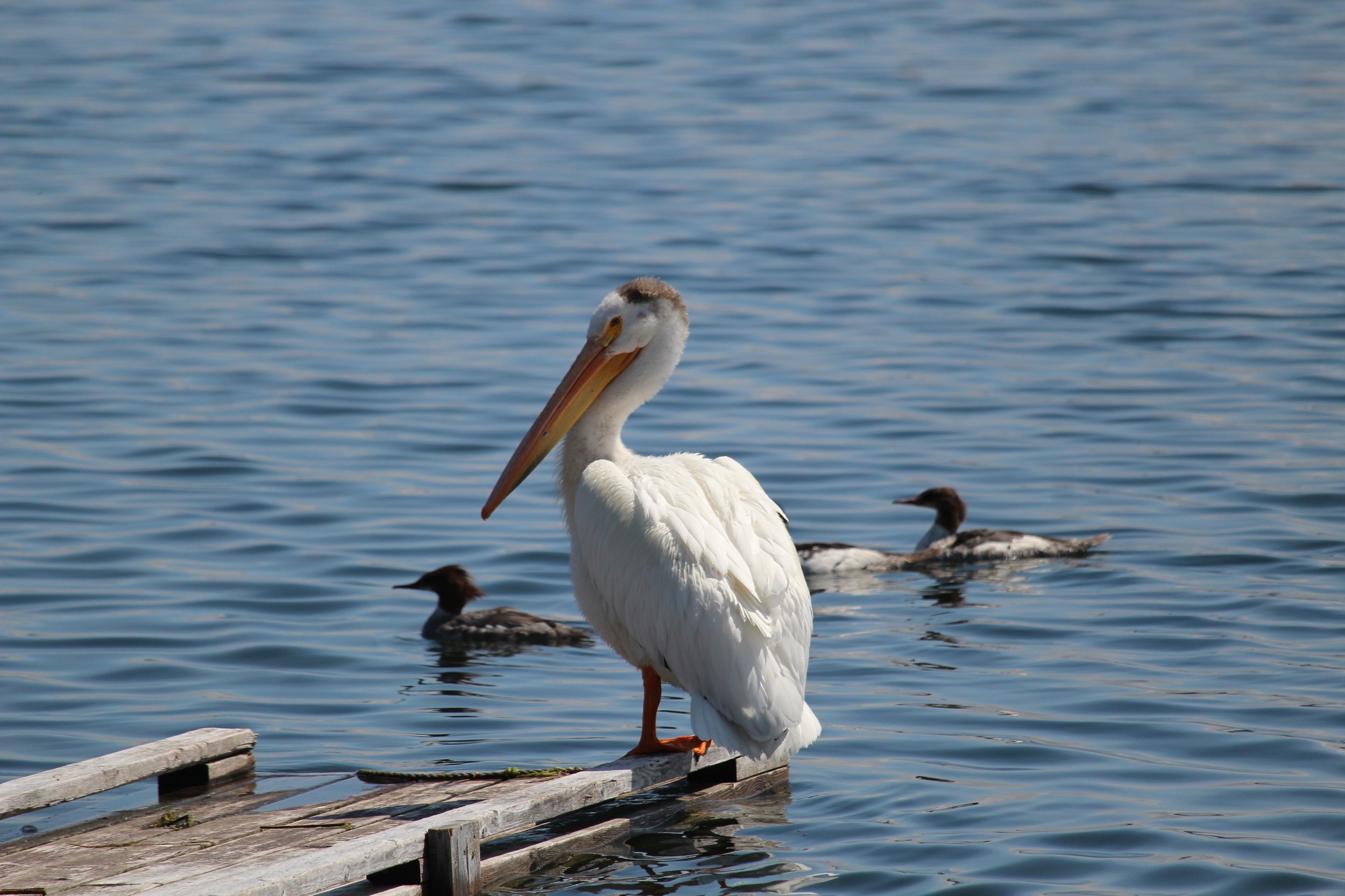 pelican-on-dock-with-ducks.jpg.jpg