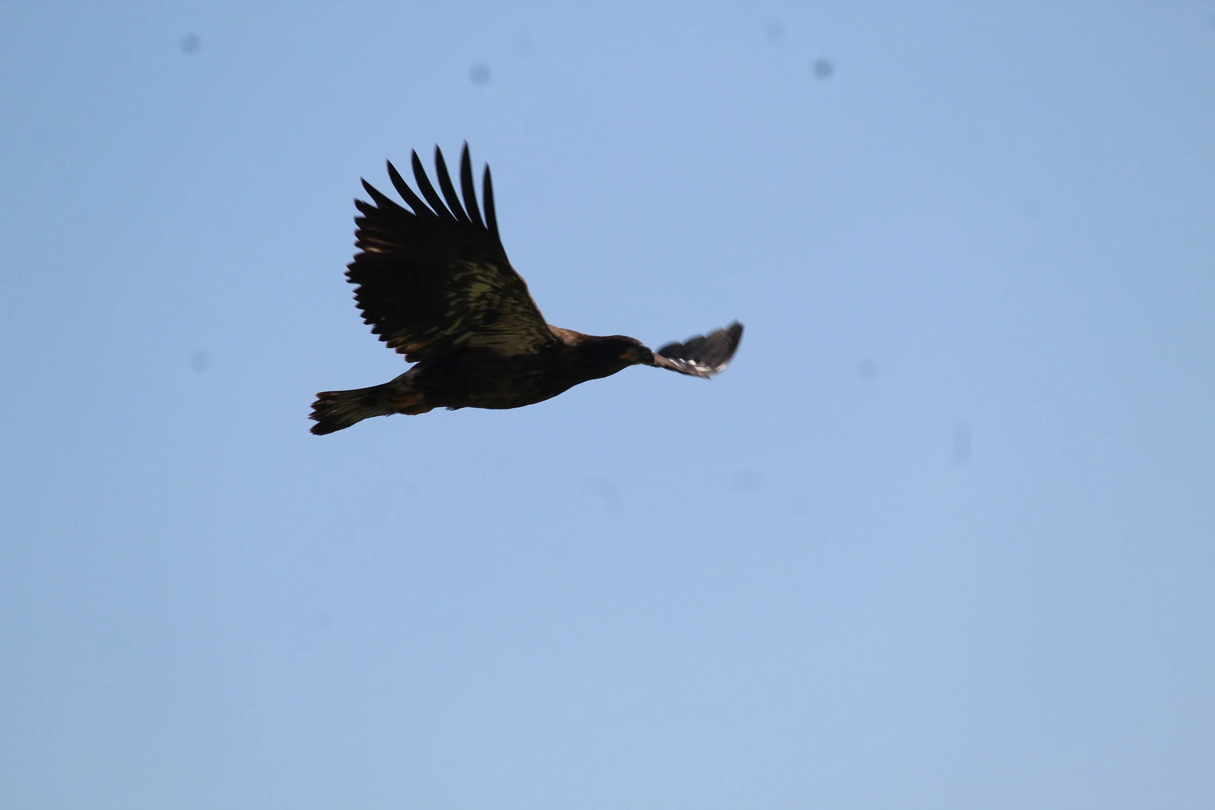 eagle_in_flight.jpg.jpg