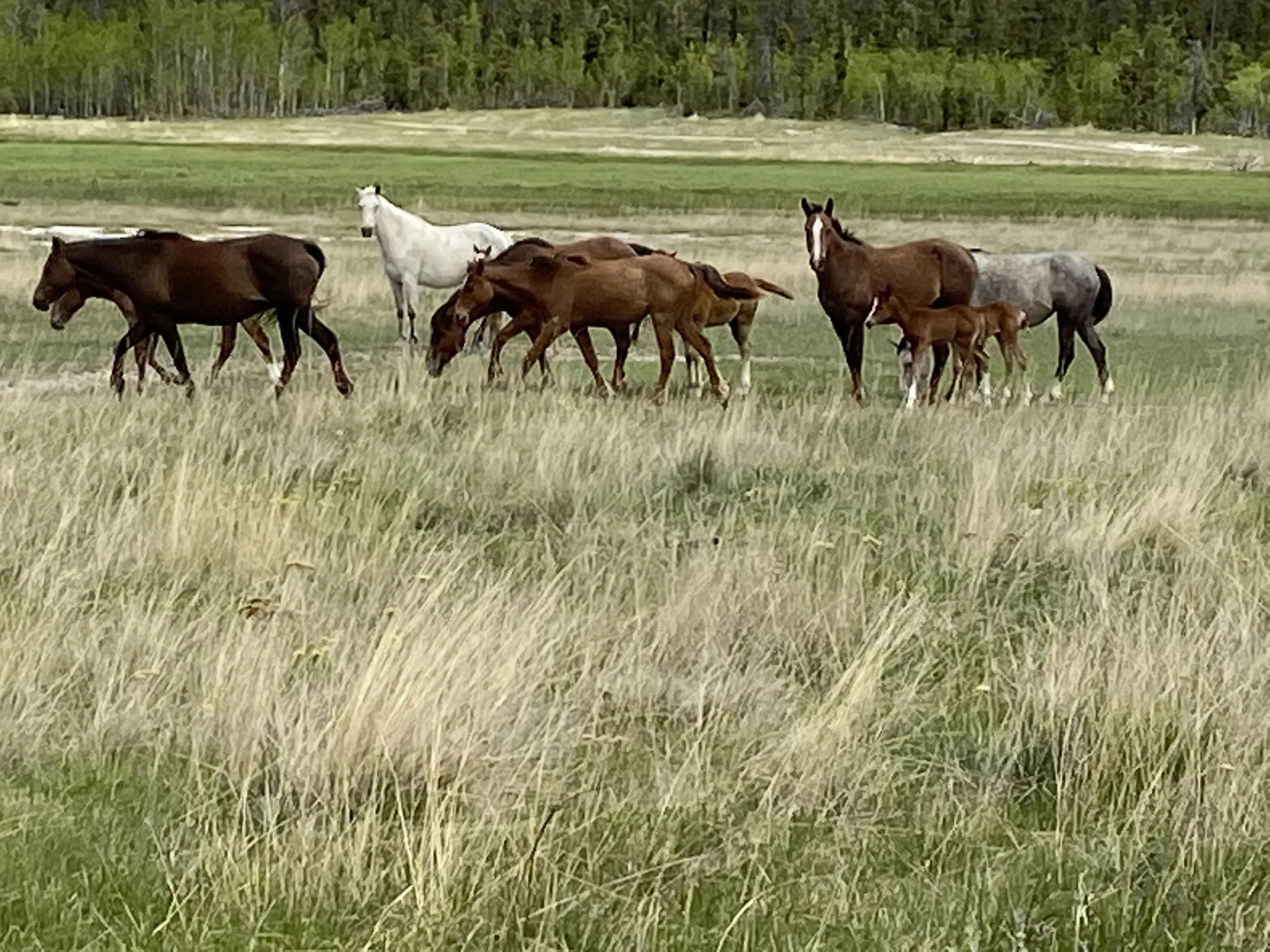 horses_and_foals_pasture.jpg.jpg