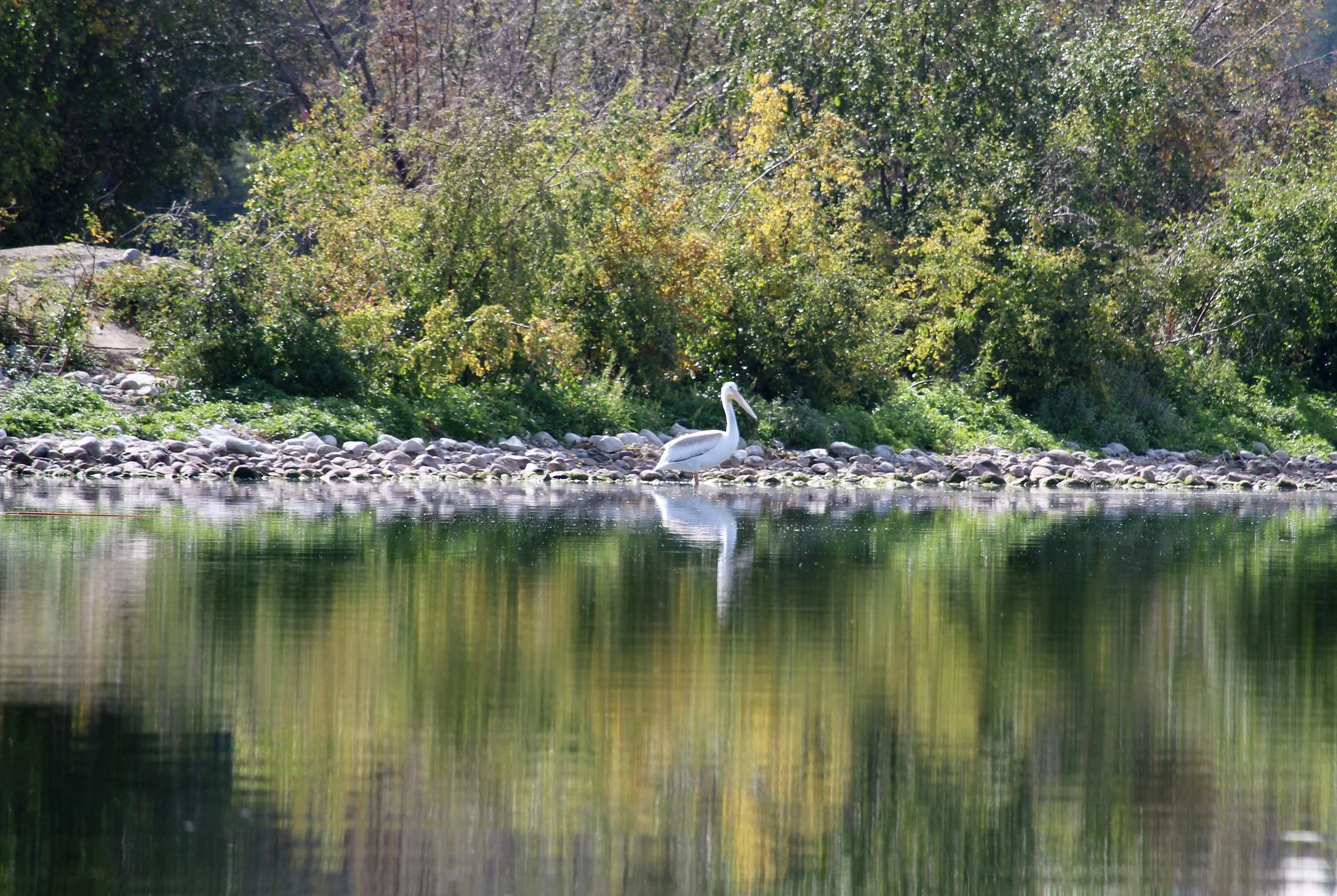 pelican-by-the-lake-woodlands-fishin-resort.jpg.jpg