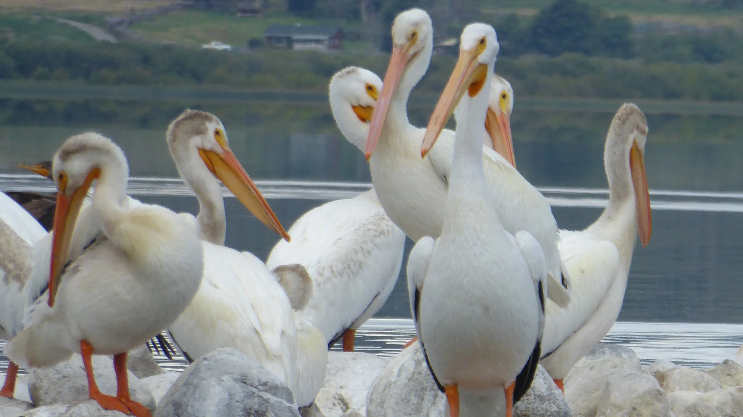 pelican-group-near-water-woodlands-fishin-resort.jpg.jpg