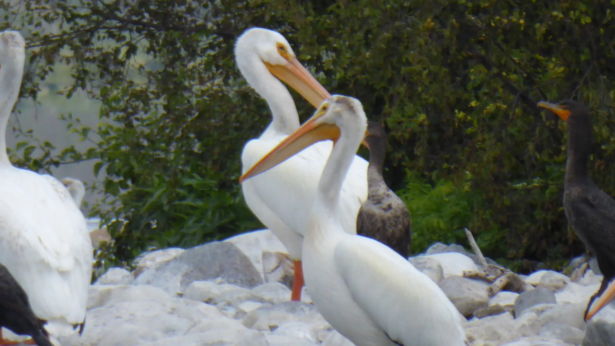 pelicans-by-shore-woodlands-fishin-resort.jpg.jpg