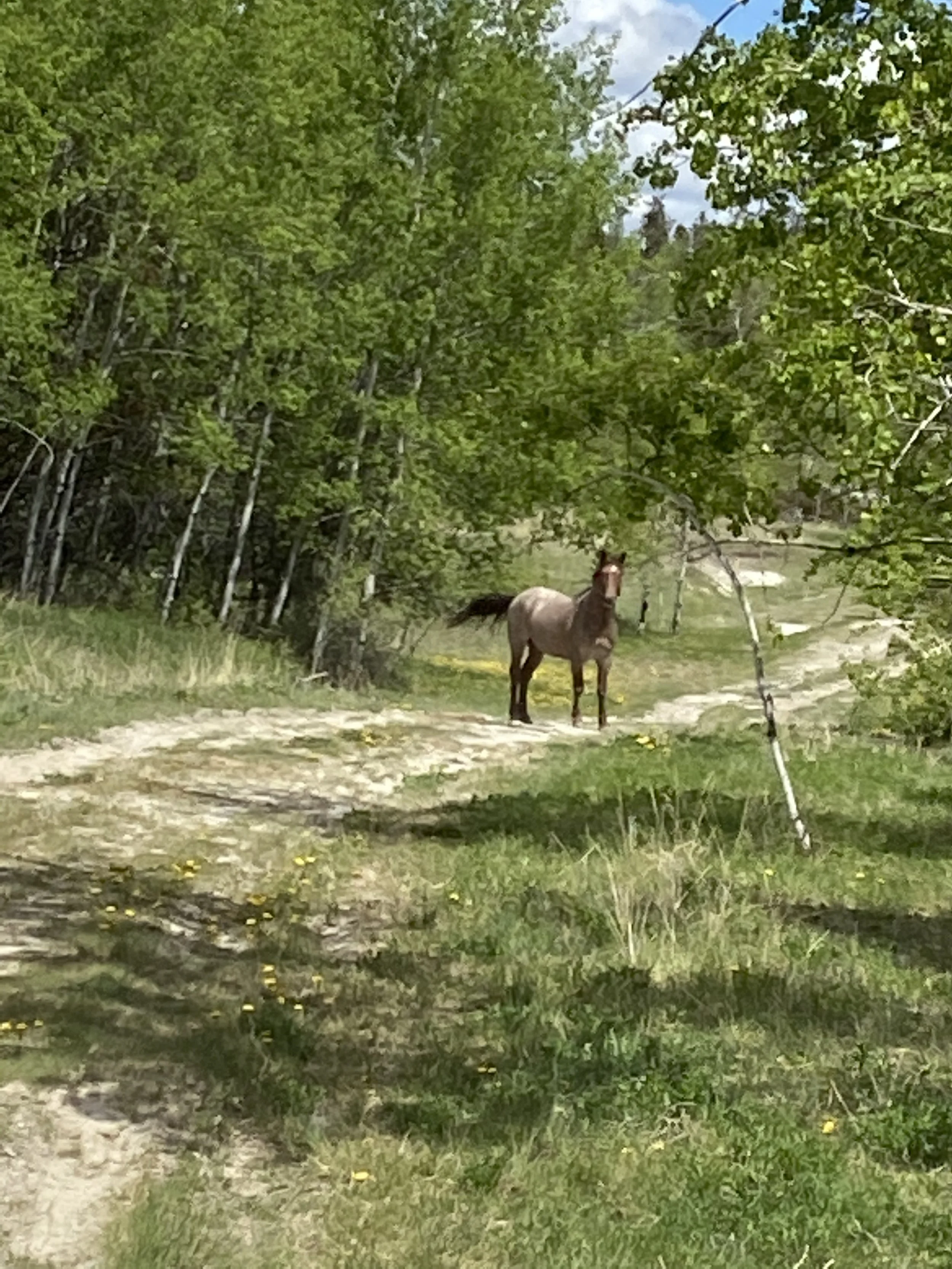horse_on_path.jpg.jpg
