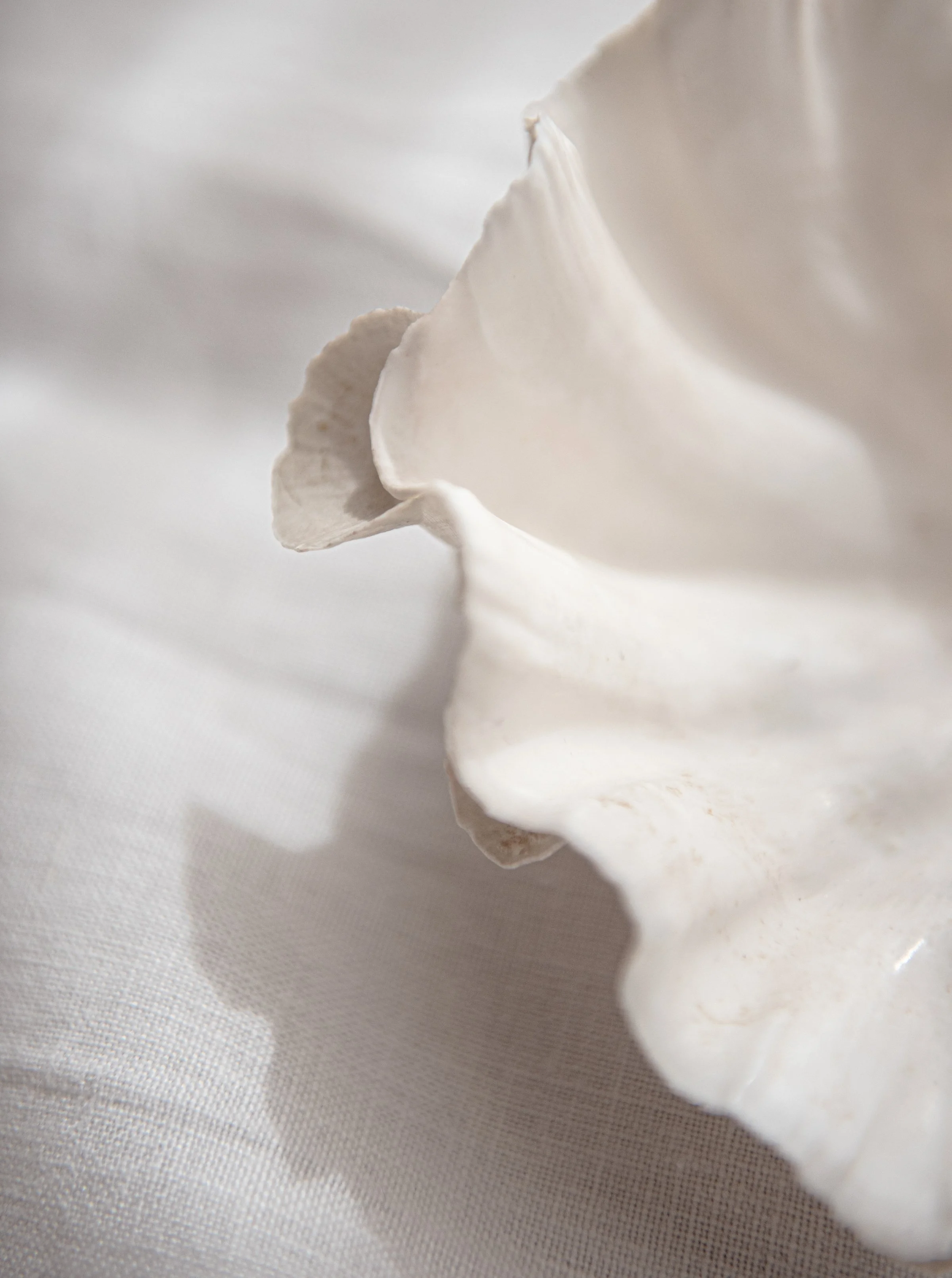 Close-up of a white flower petal with a soft, creamy background.