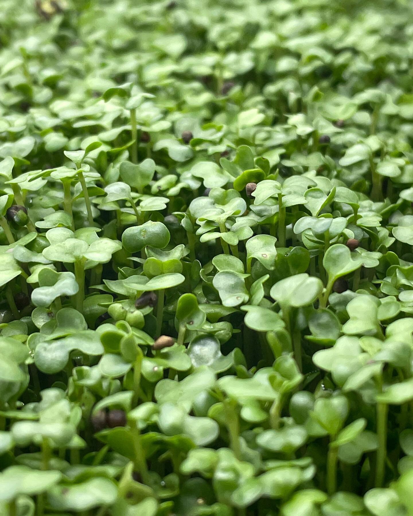 🌊 Come surf 🏄 in our seas of greens!🌊

***********************************
-Broccoli microgreens contain up to 40x as many vitamins and nutrients by density compared to regular broccoli. 

- They are also rich in Sulforaphane, which has been shown