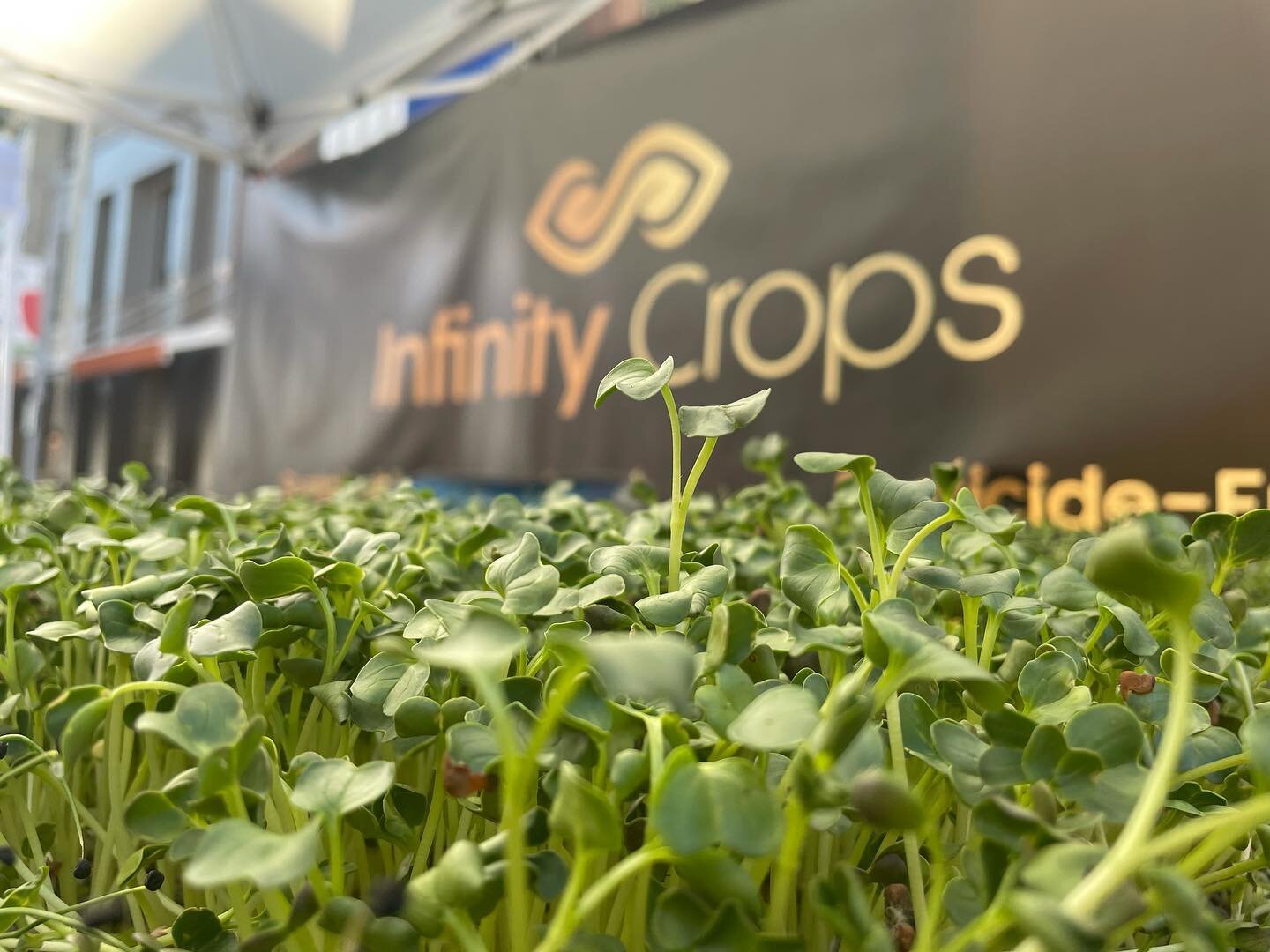 At Infinity Crops, our goal is to decentralize the agriculture industry by bringing modern, sustainable growing practices to the hearts of urban cities. Give us a follow, sit back, and join us on this journey together.