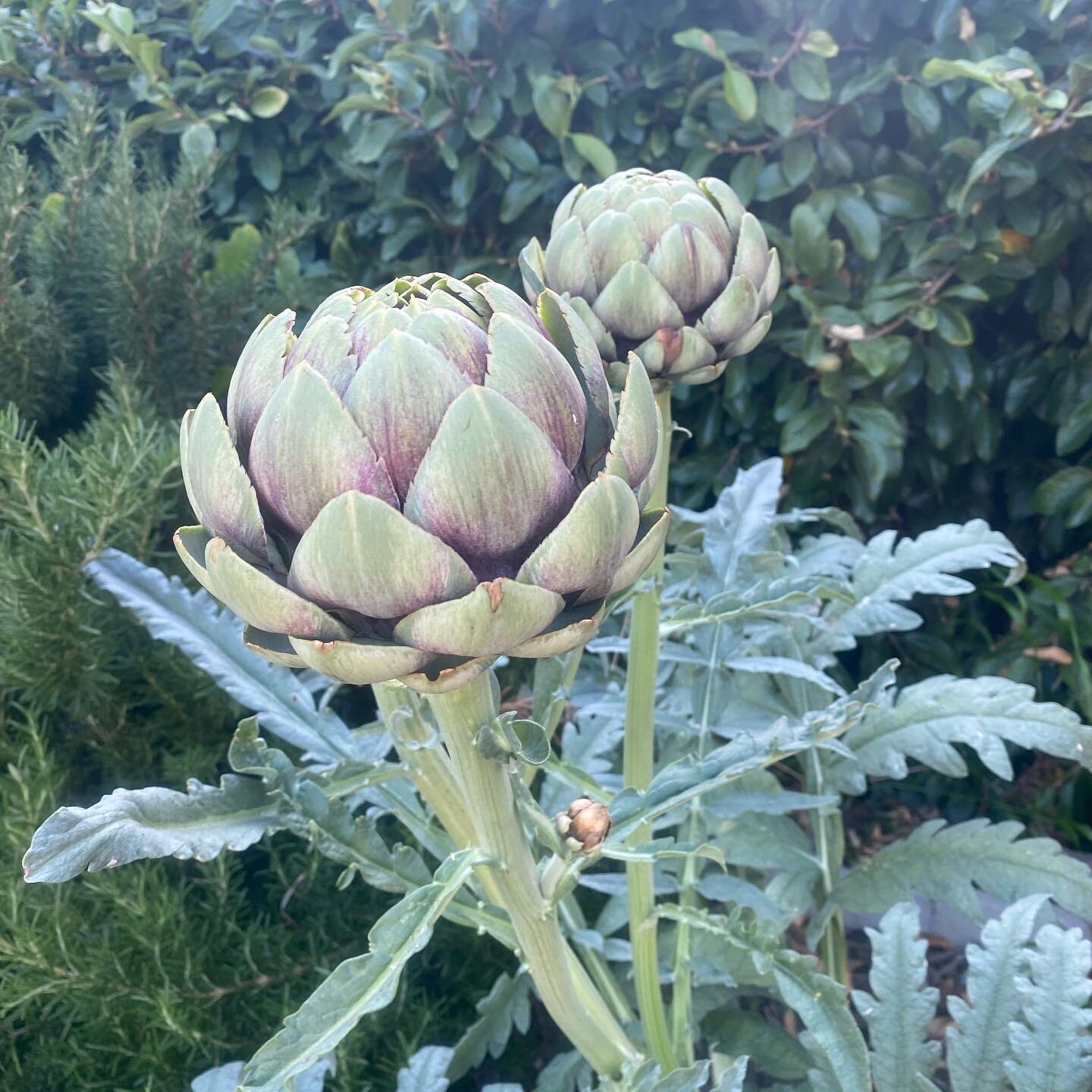 Intimidated? (You&rsquo;re not alone!)

Artichokes are weird! But beautiful, and very health promoting!

If you don&rsquo;t know how to eat one, we&rsquo;re here to help show you the ropes&hellip; As well as give you the download on some this beauty&