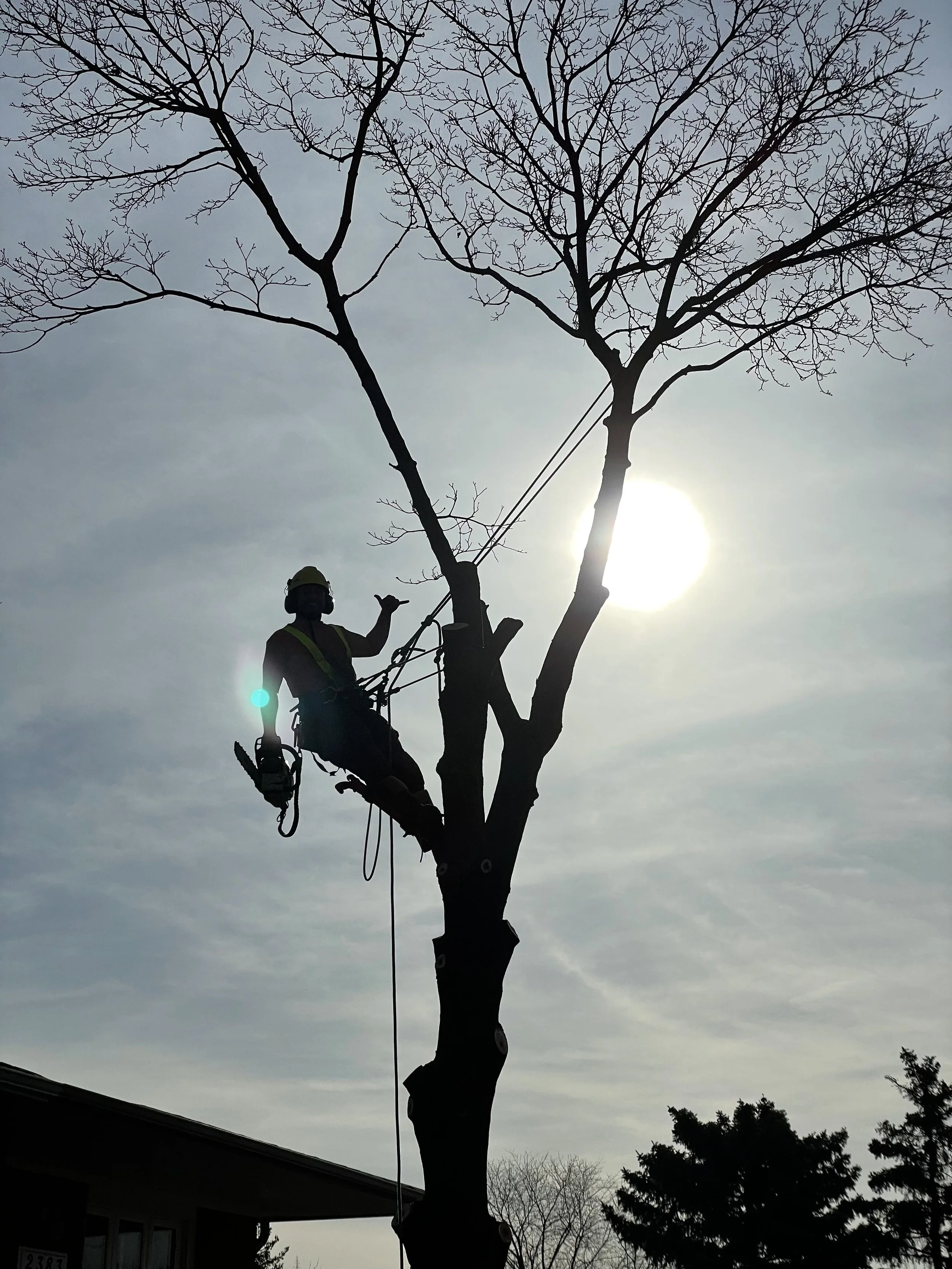 All Purpose Tree Service