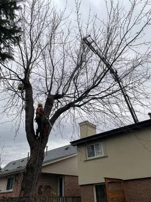 Crane Assisted Tree Work