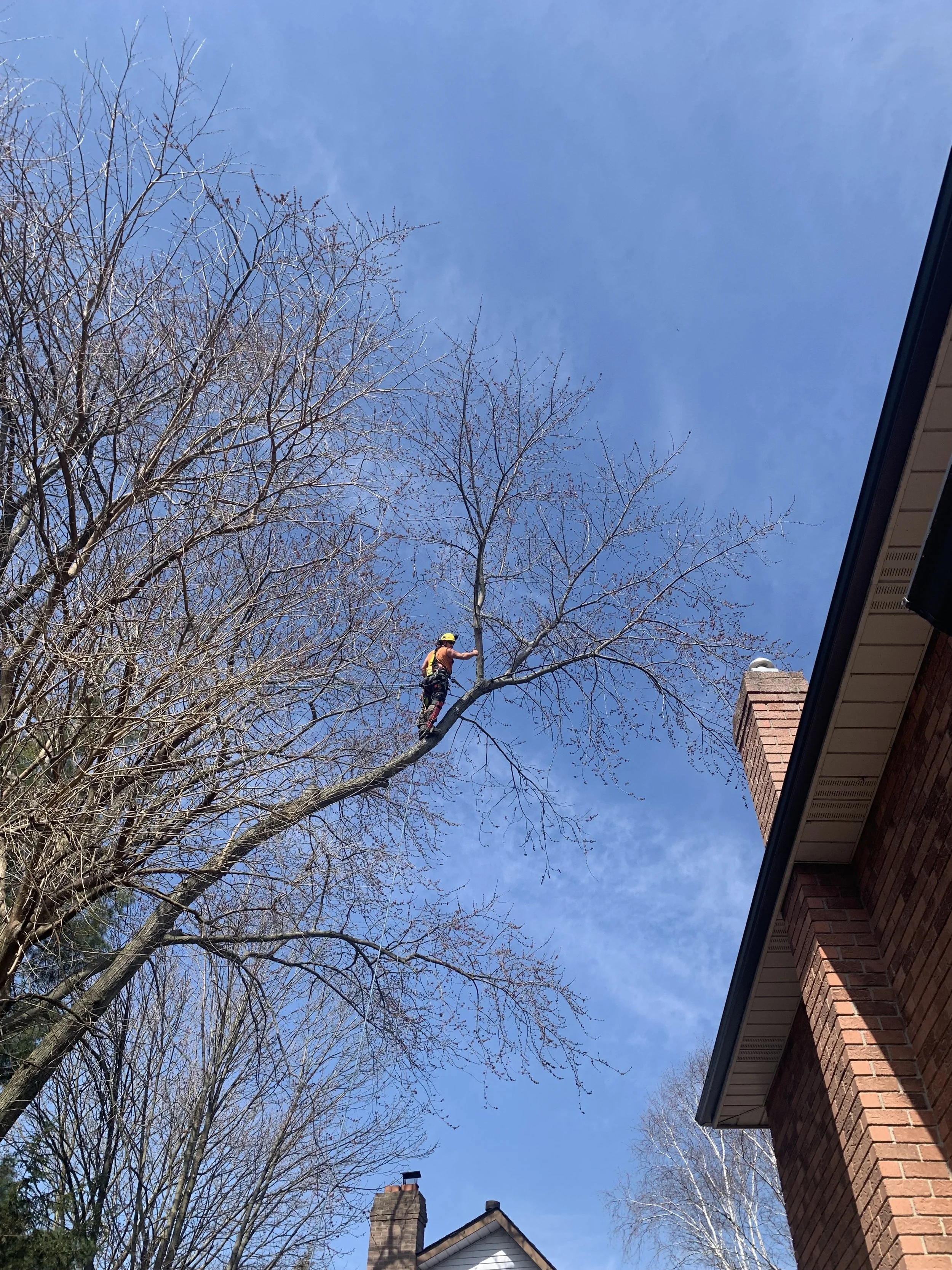 Waterloo tree removal. Pruning away from house