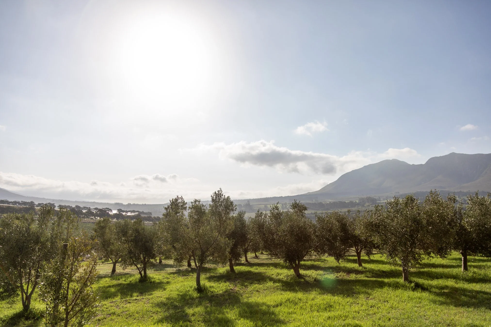 Moyas-Vineyard-MvR-2026-02-Grounds-Olive-Grove-011.jpg