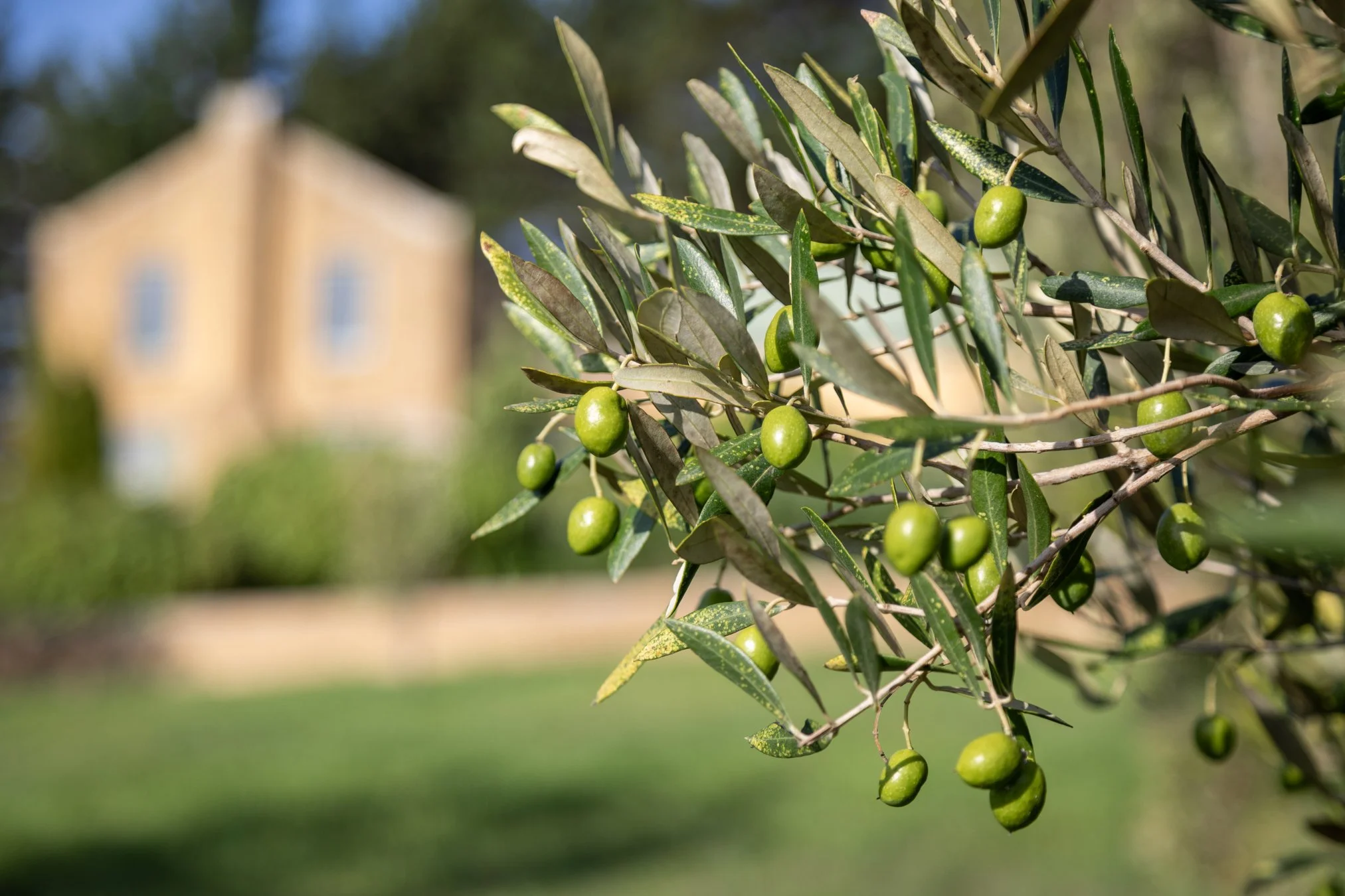 Moyas-Vineyard-MvR-2026-02-Grounds-Olive-Grove-005.jpg