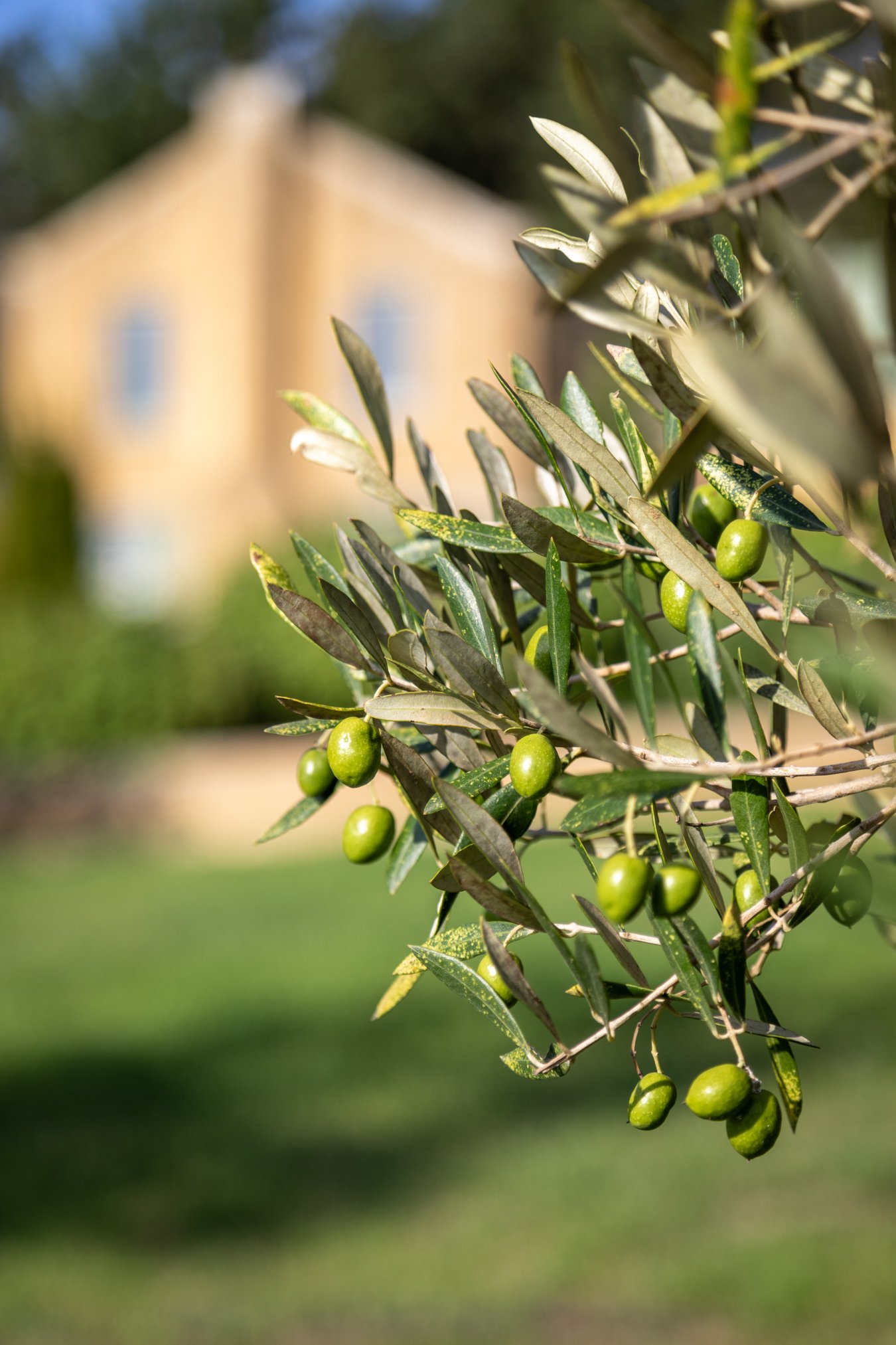 Moyas-Vineyard-MvR-2026-02-Grounds-Olive-Grove-007.jpg