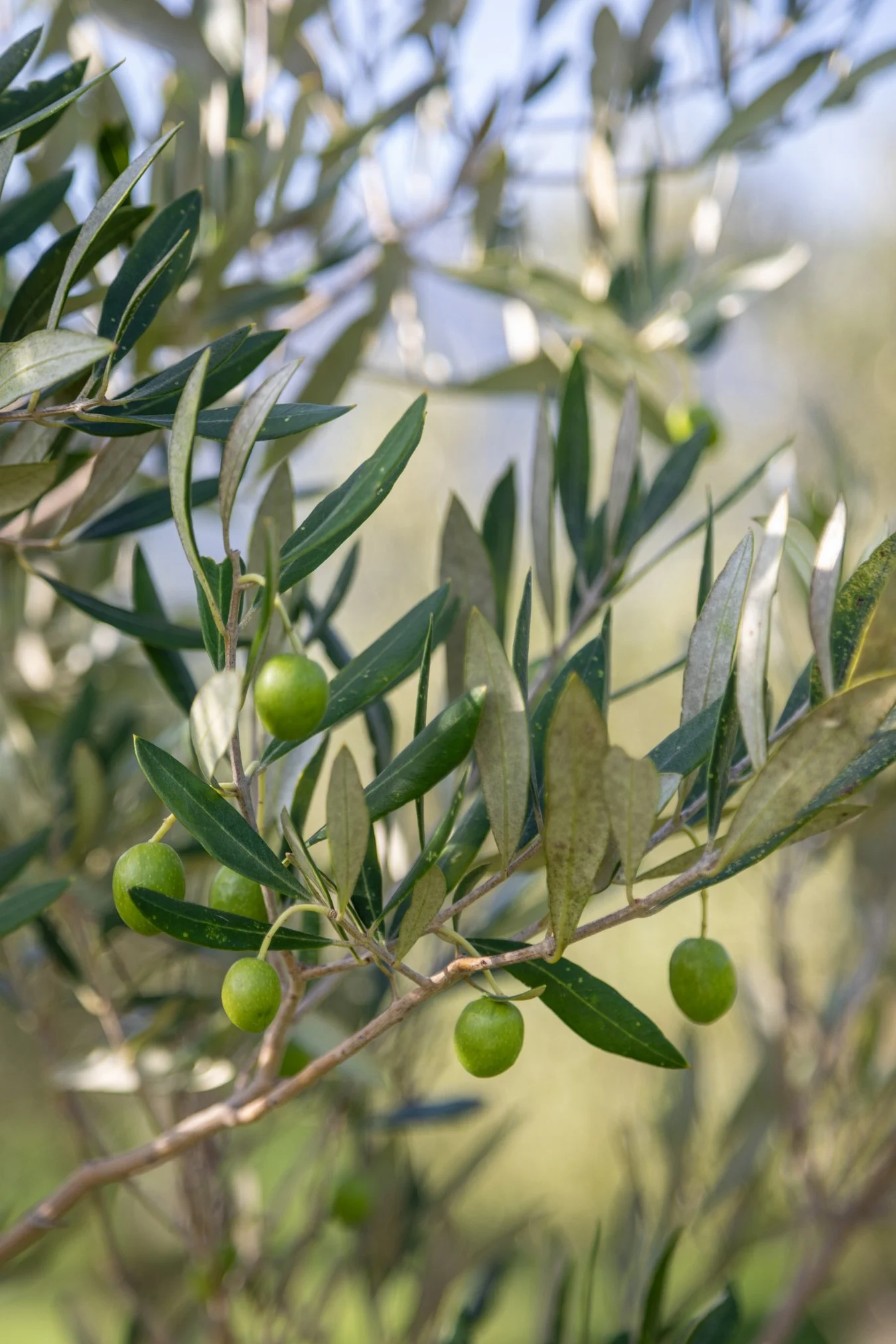 Moyas-Vineyard-MvR-2026-02-Grounds-Olive-Grove-009.jpg